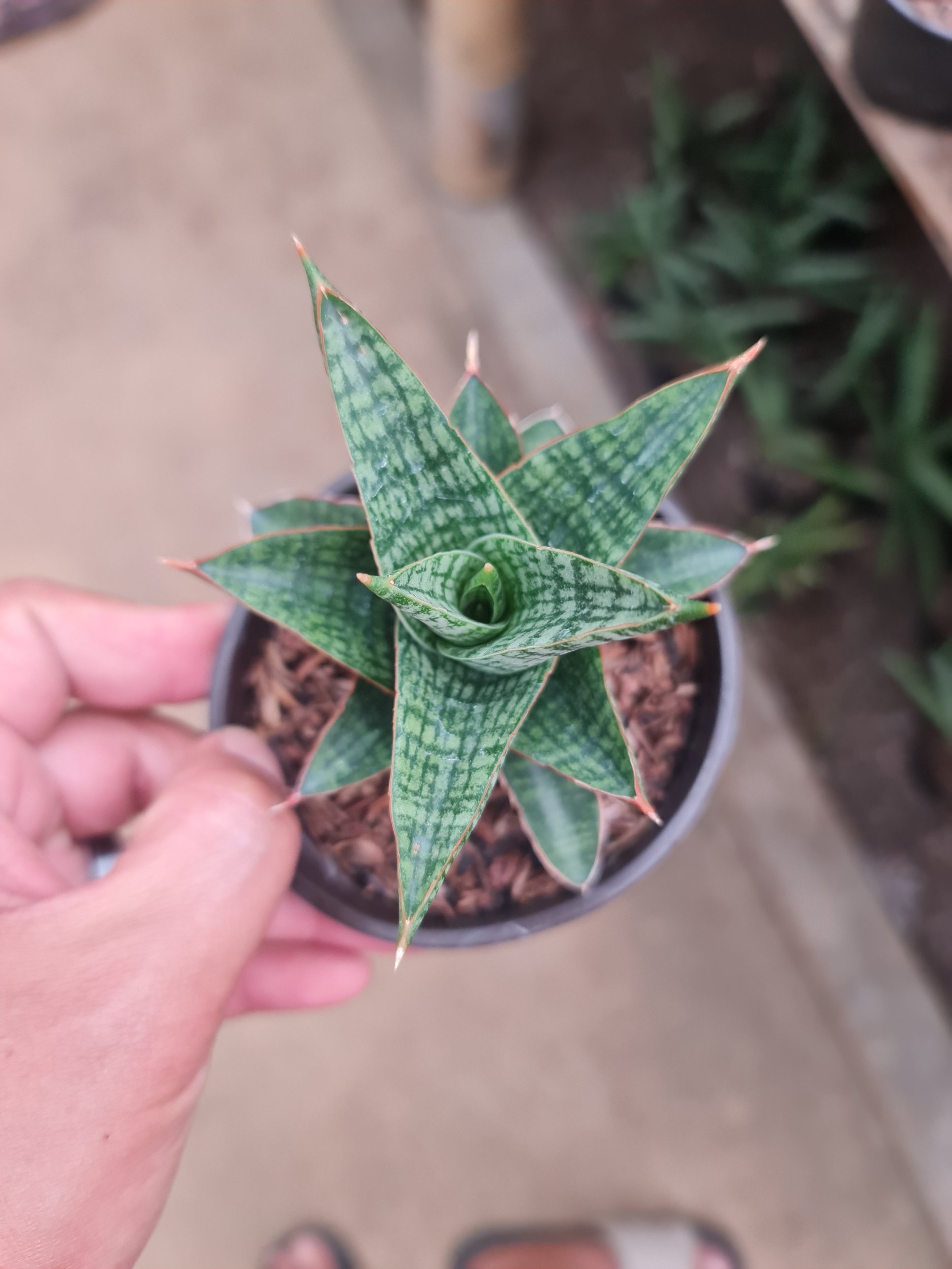 Sansevieria Samosir size 10 cm, real gallery image #1 plants.