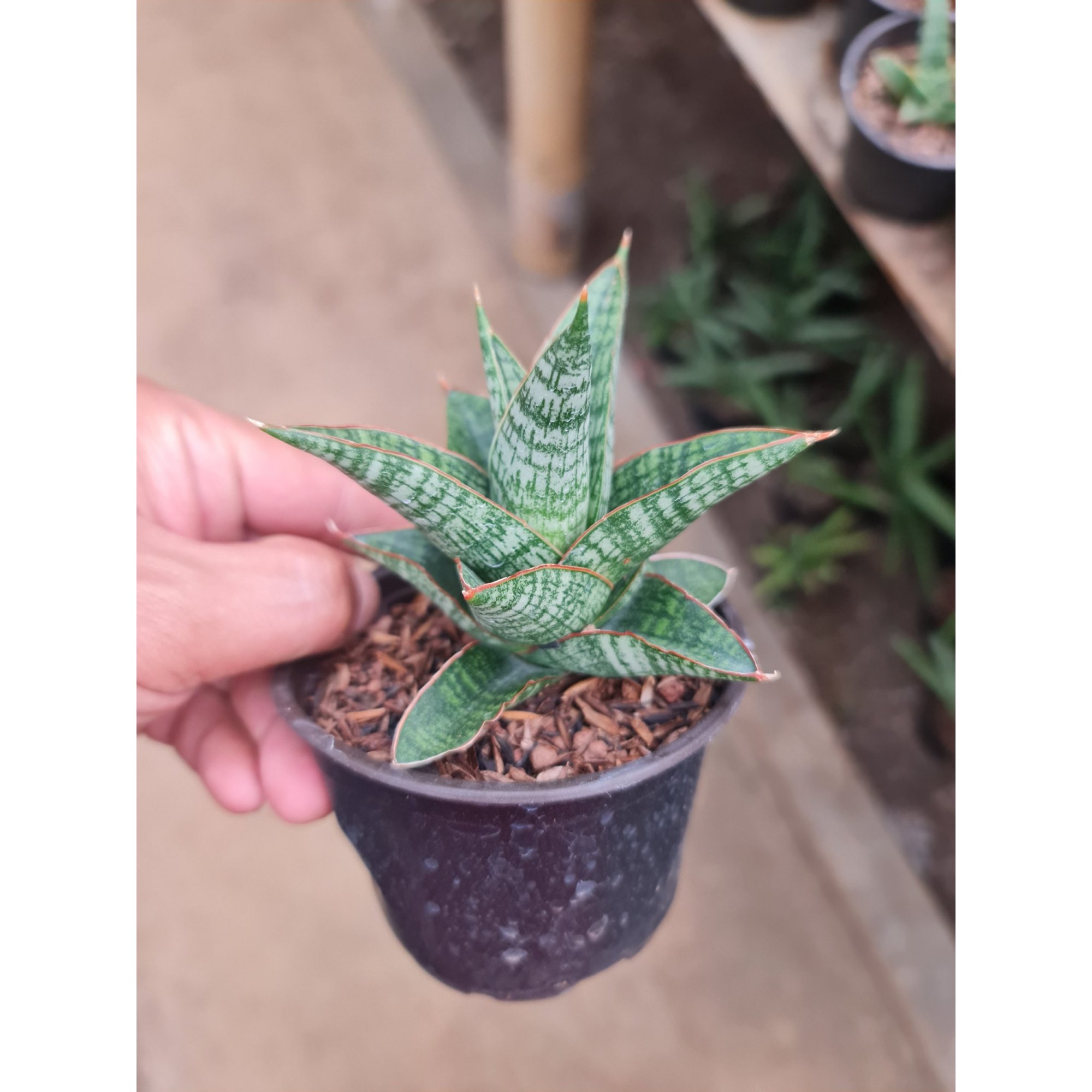 Sansevieria Samosir size 10 cm, real feature image plant.