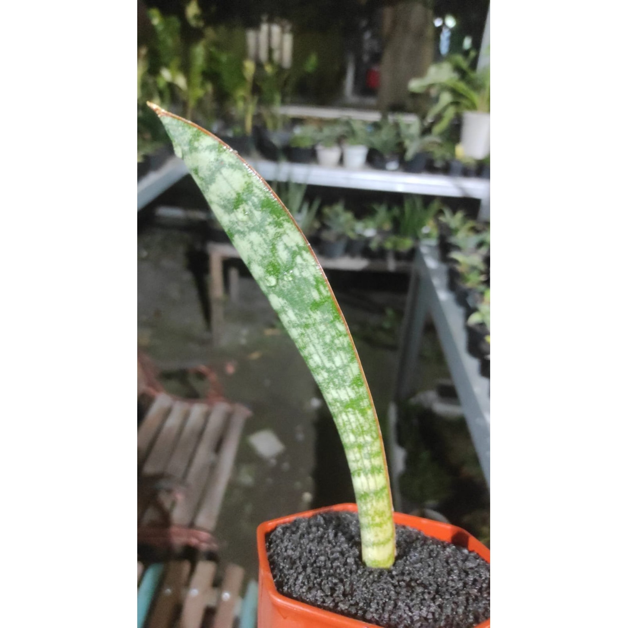 Sansevieria Scimi Silver size 20 cm, real feature image plant.