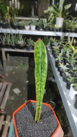 Sansevieria Scimi Silver size 20 cm