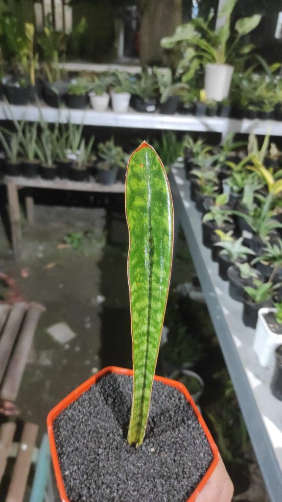 kaktus.id