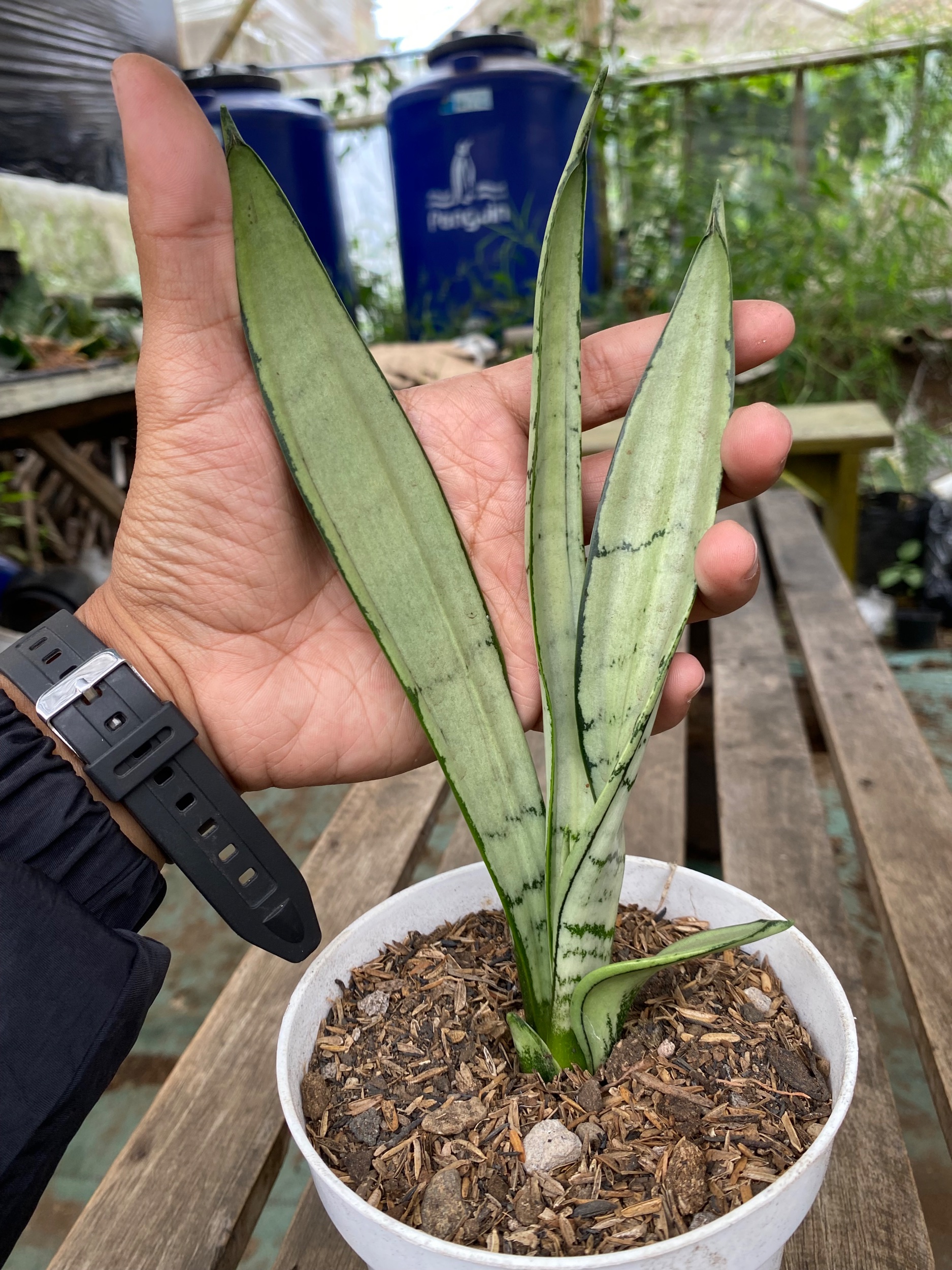Sansevieria Silver Twist Mutation, real gallery image #1 plants.