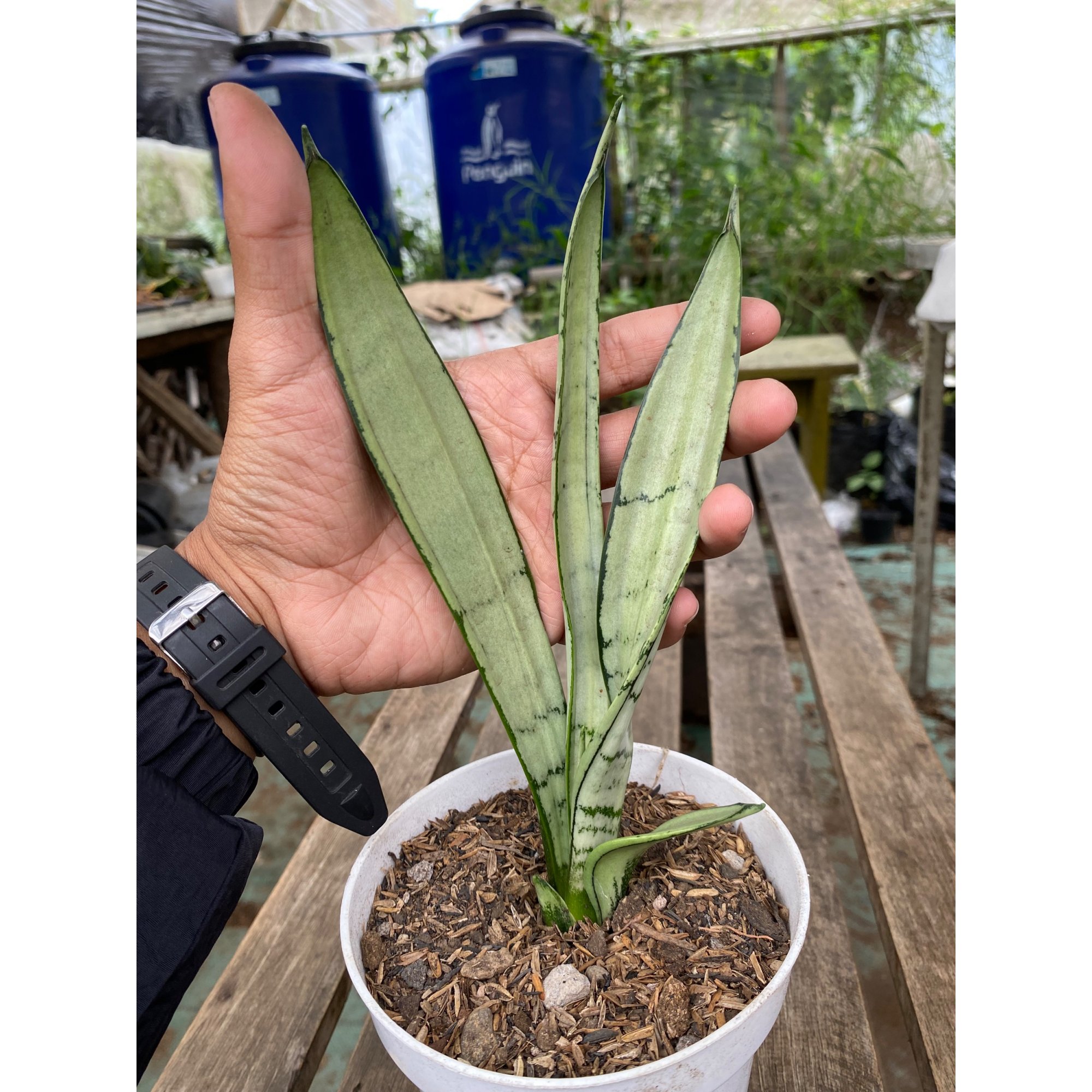 Sansevieria Silver Twist Mutation, real feature image plant.