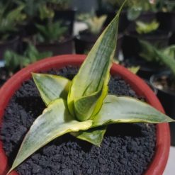 Sansevieria Snowhite