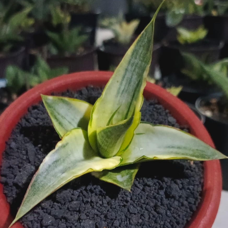 kaktus.id