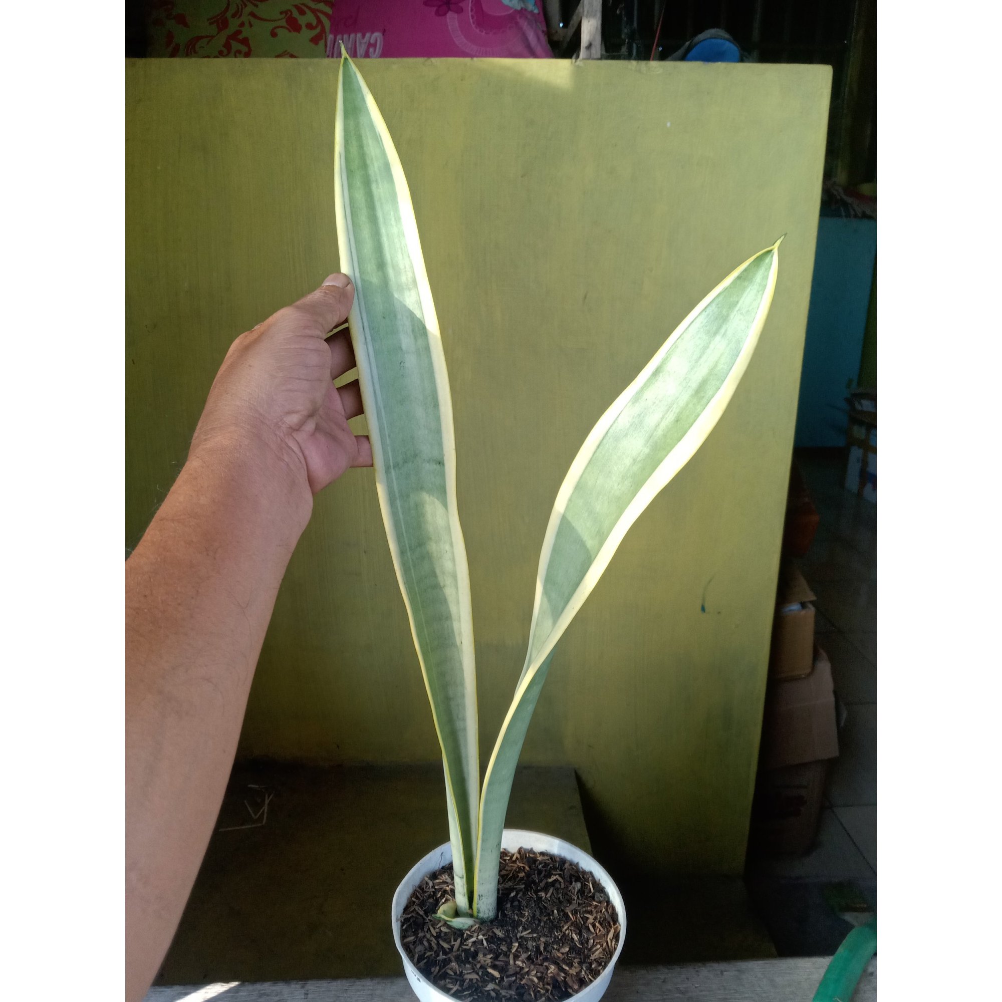 Sansevieria Stoper ( Silver Lourenty ), real feature image plant.
