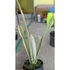 Sansevieria Stoper ( Silver Lourenty )