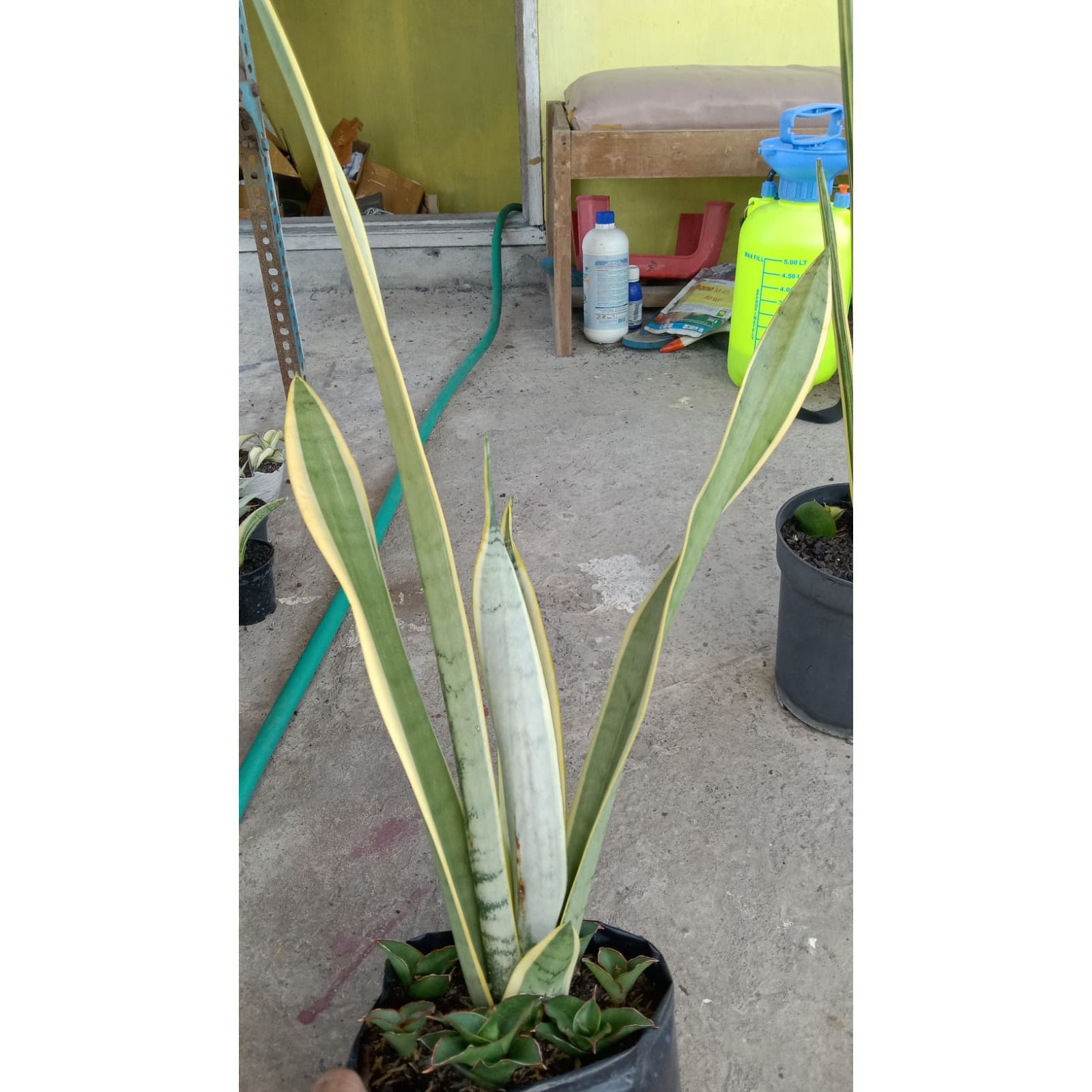 Sansevieria Stoper ( Silver Lourenty )