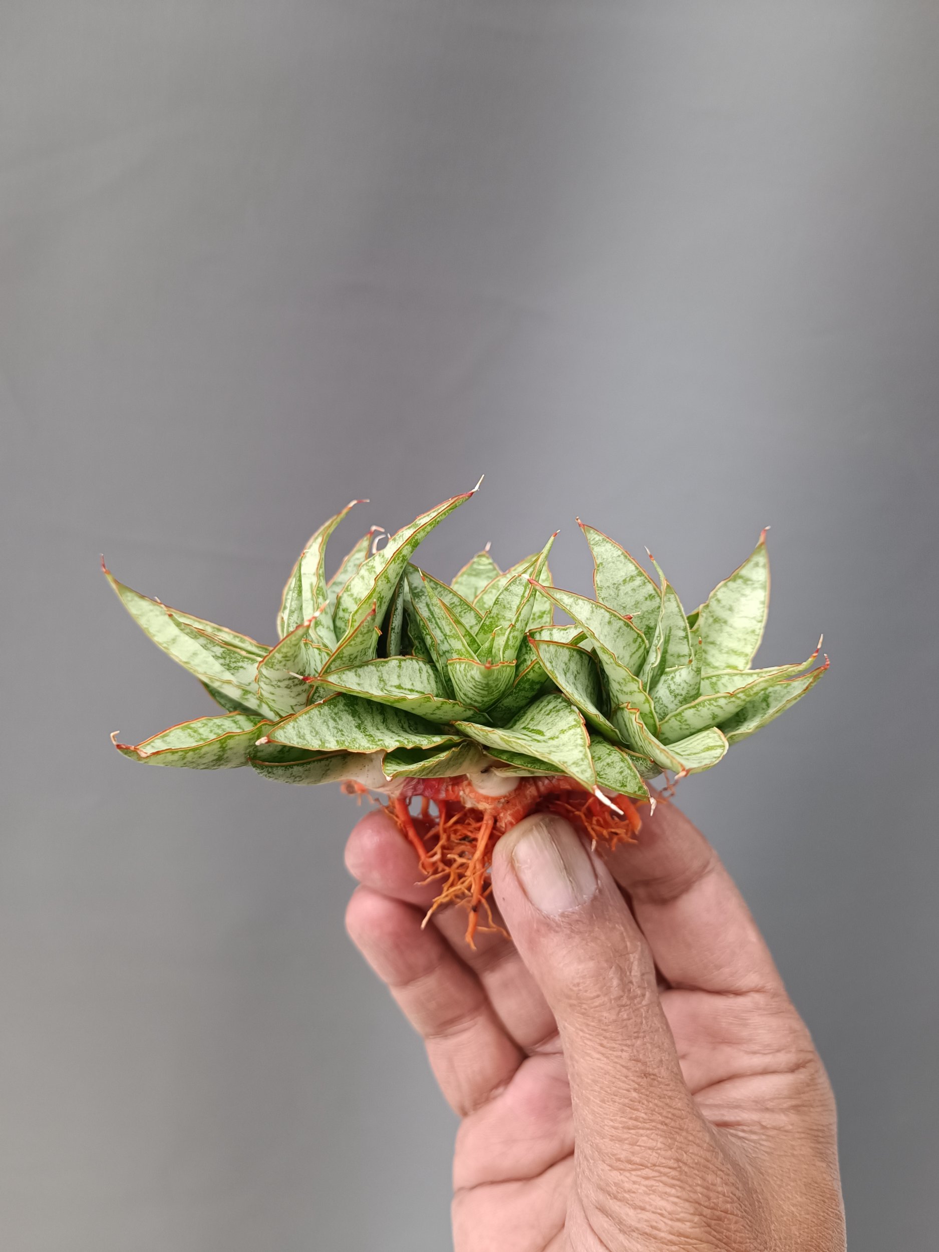 Sansevieria Sweer Calery Cluster, real gallery image #1 plants.