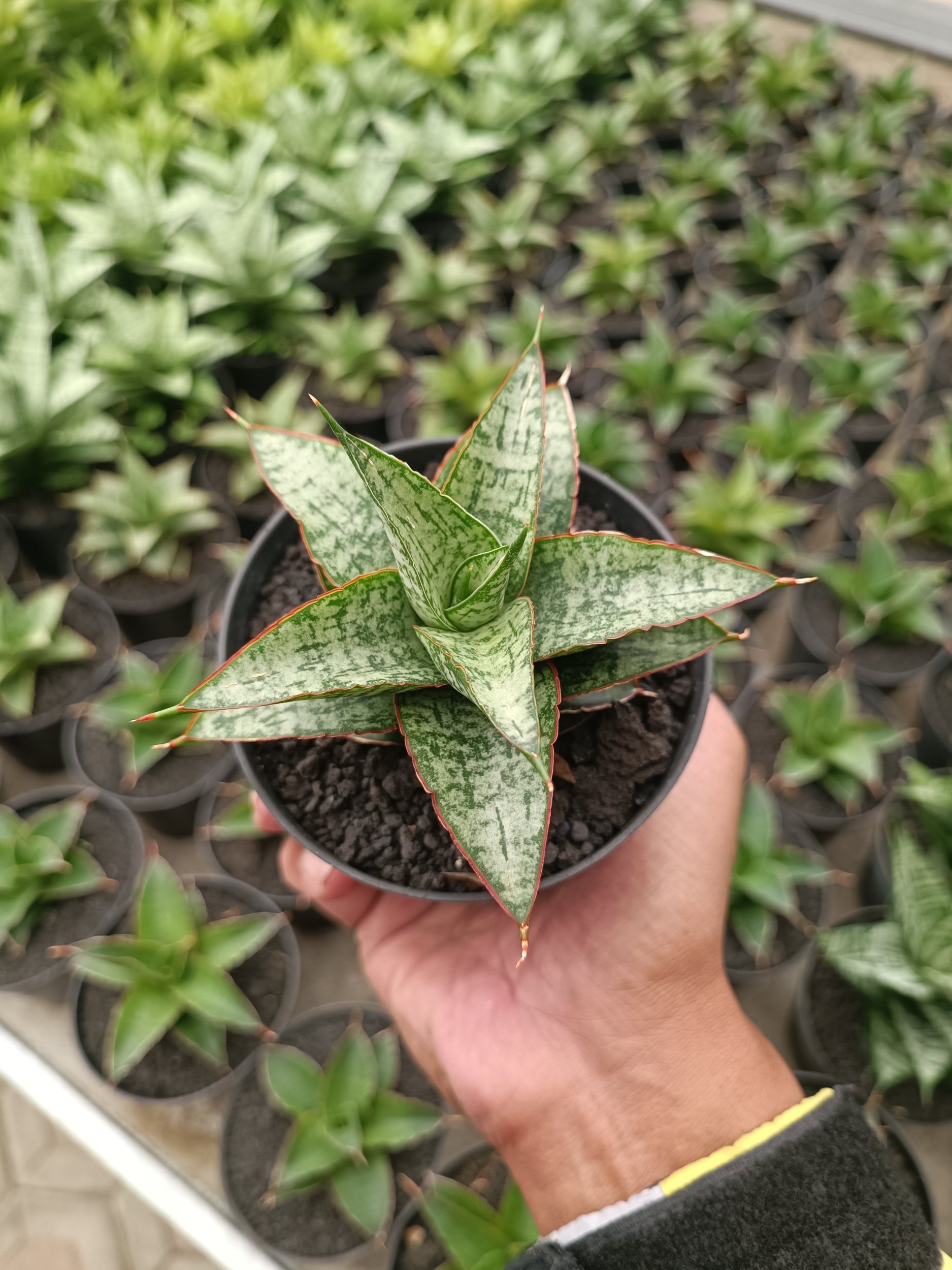 Sansevieria Toxin Hybrid size 10 cm, real gallery image #1 plants.