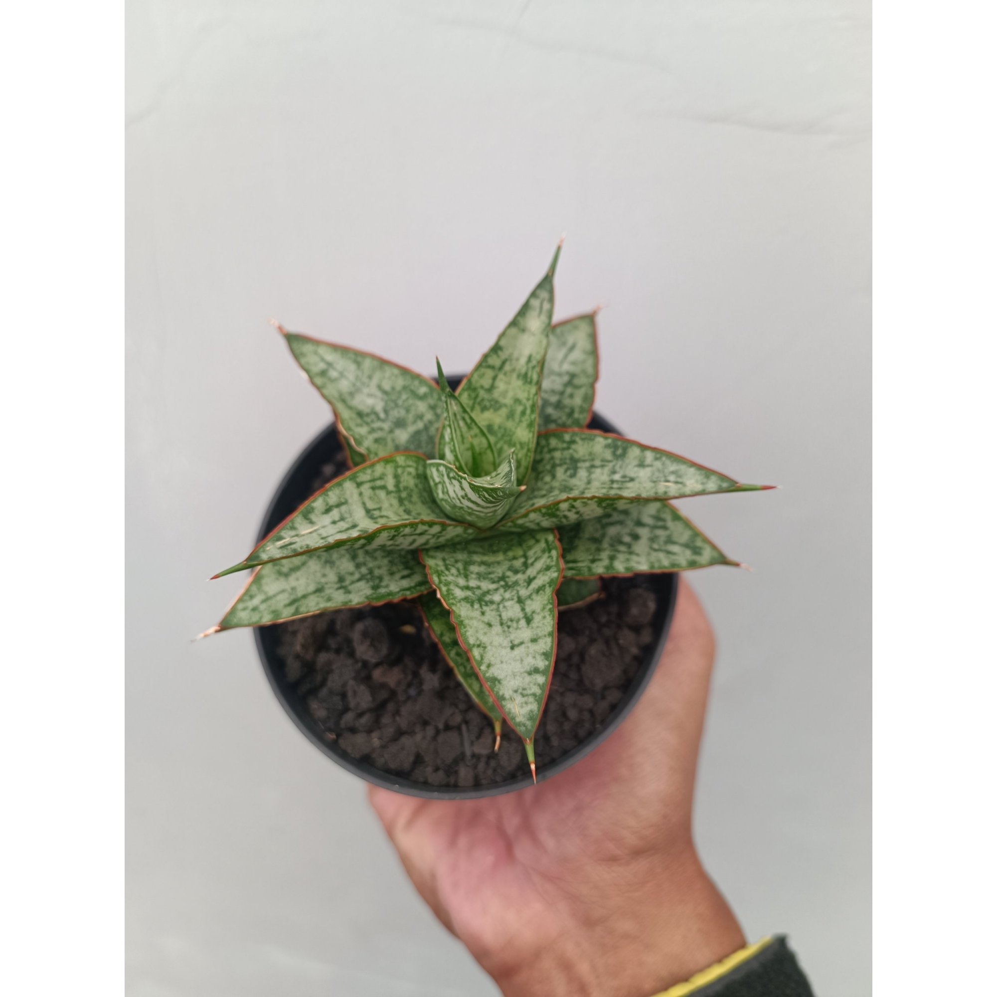 Sansevieria Toxin Hybrid size 10 cm, real feature image plant.