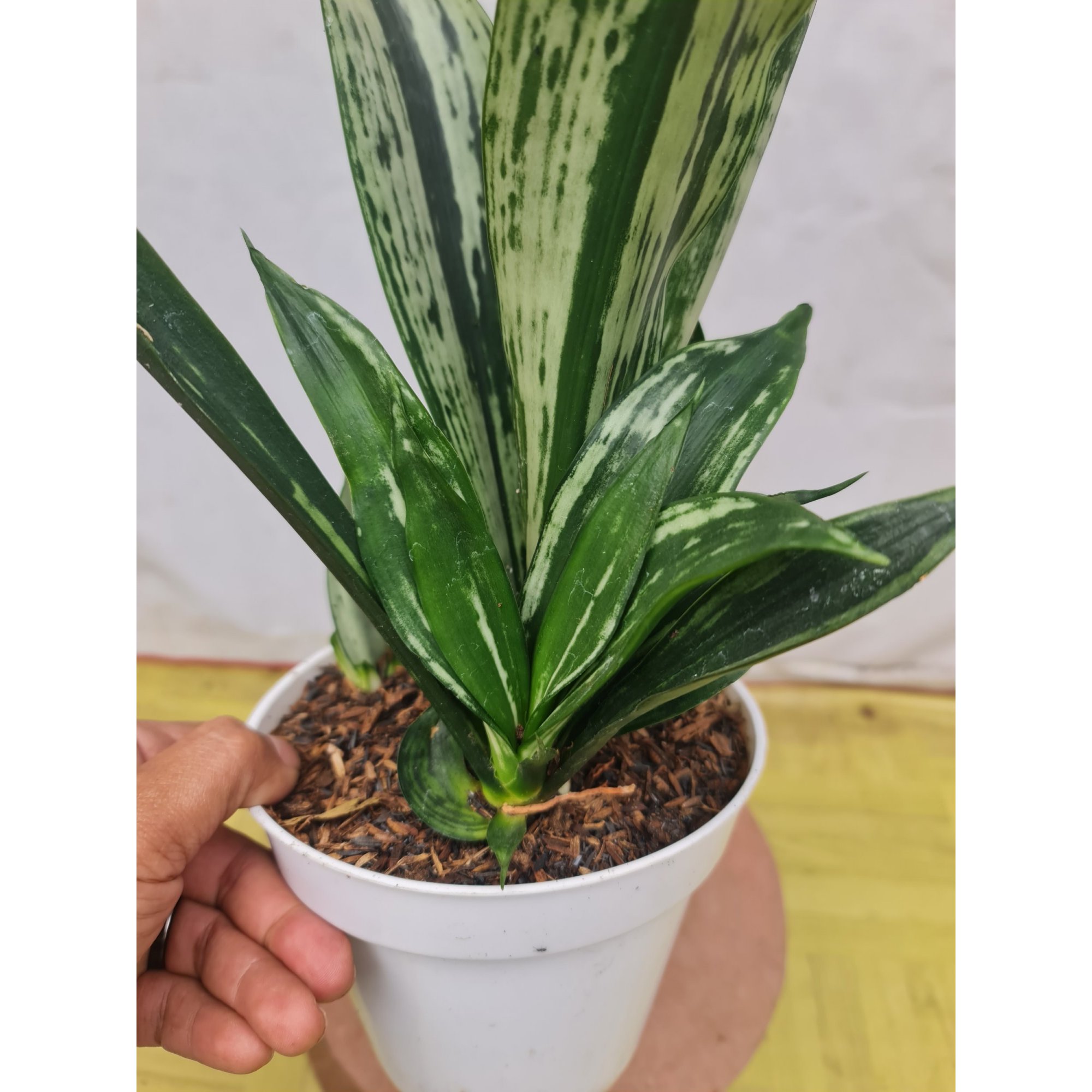 Sansevieria Trifasciata Black Brazillian Mutation, real feature image plant.