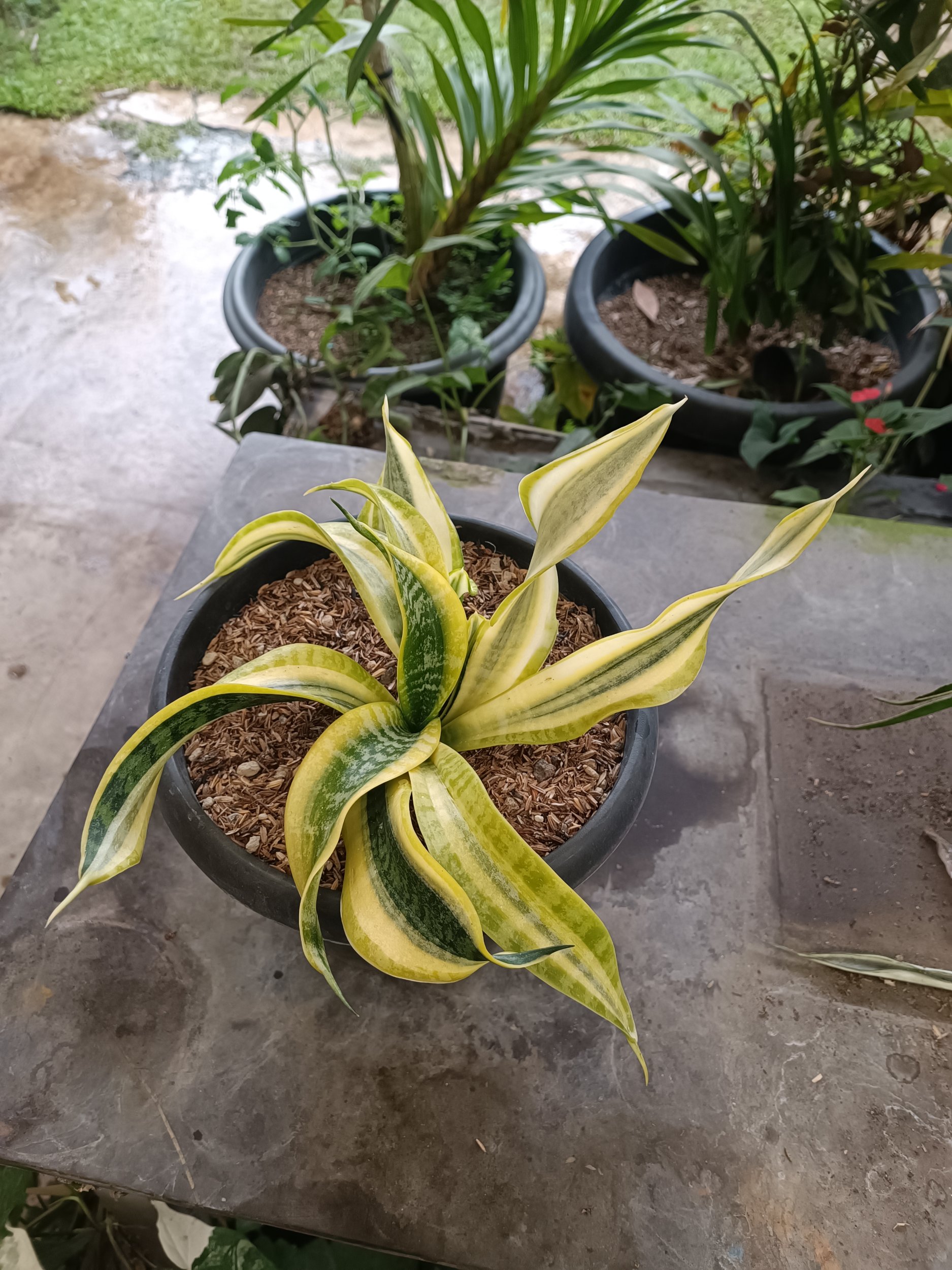 Sansevieria Twister Variegated .mother + Kids. 1 Pcs, real gallery image #1 plants.