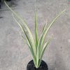 Sansevieria white Parva Lancet