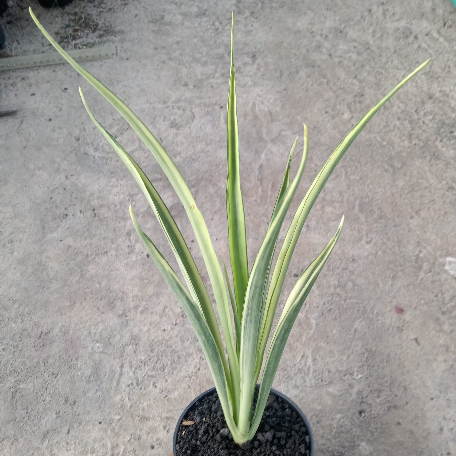 Sansevieria white Parva Lancet
