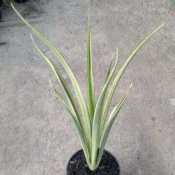 Sansevieria white Parva Lancet