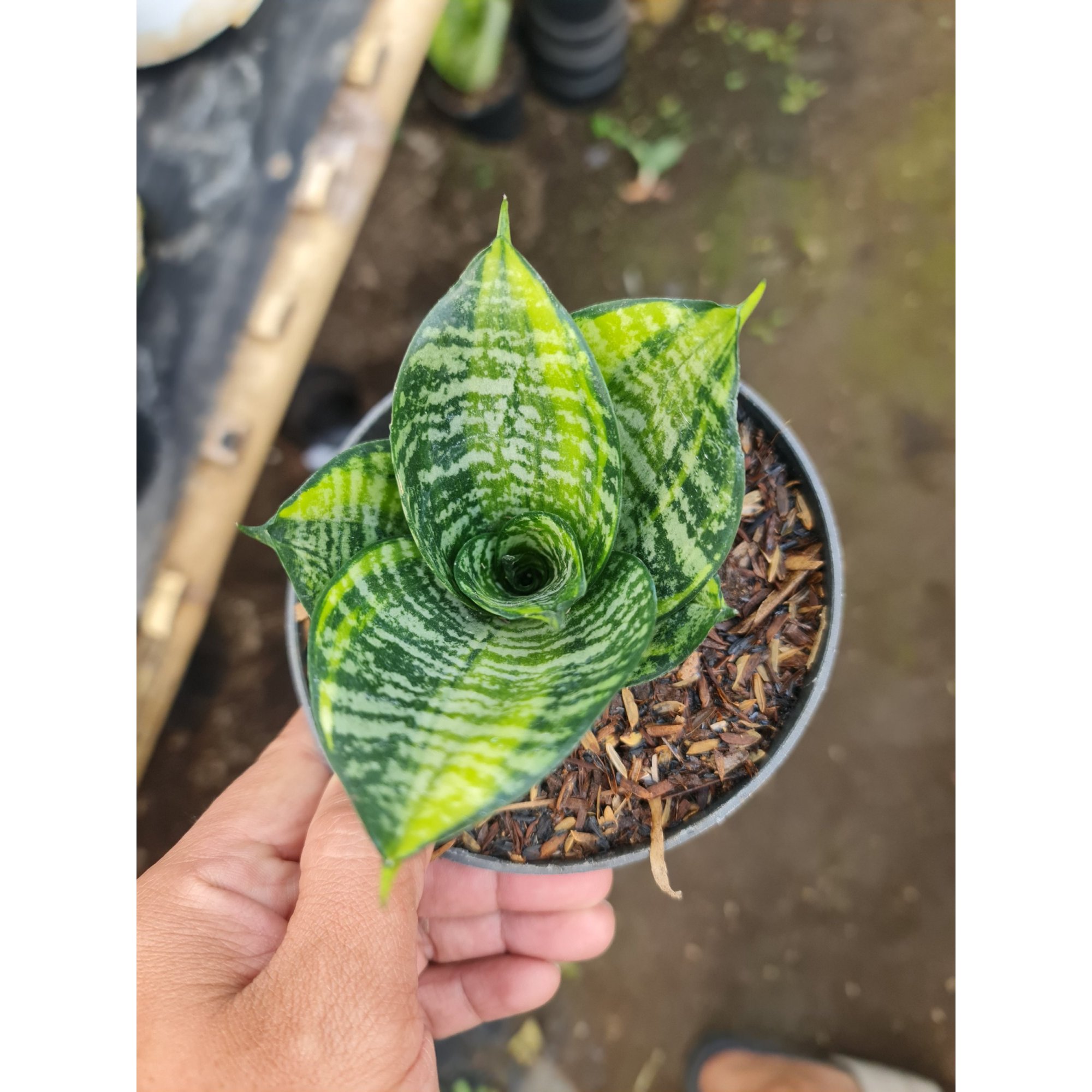 Sansevieria Ziebert Variegated, real feature image plant.