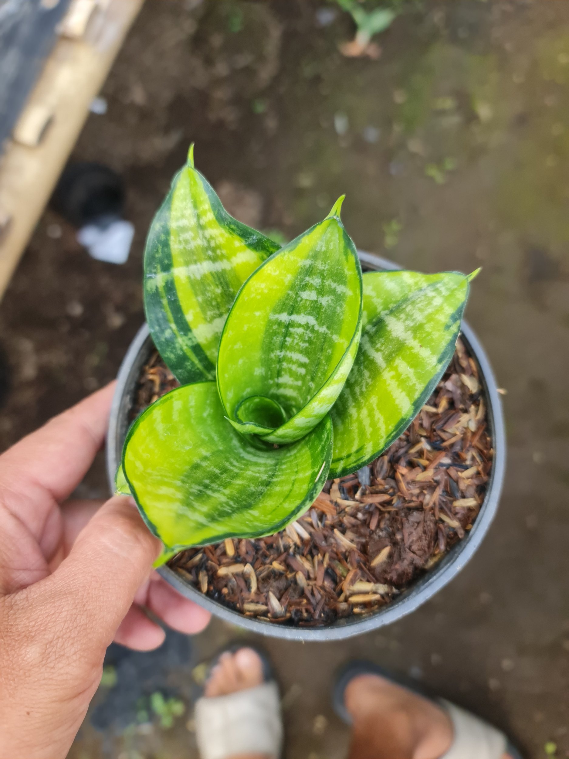 Sansevieria Ziebert Variegated, real gallery image #1 plants.