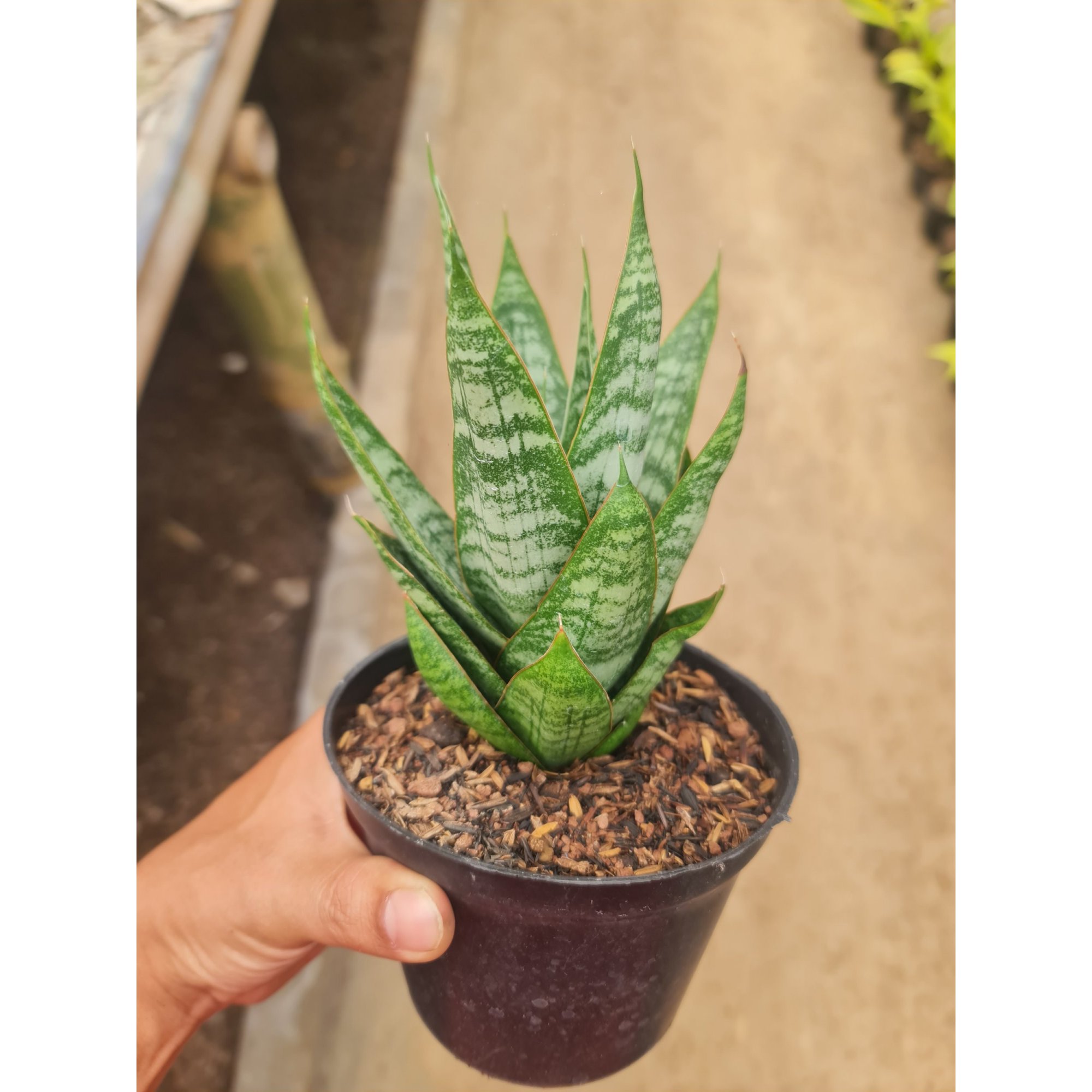Sansevieris Jotun Pot 12, real feature image plant.