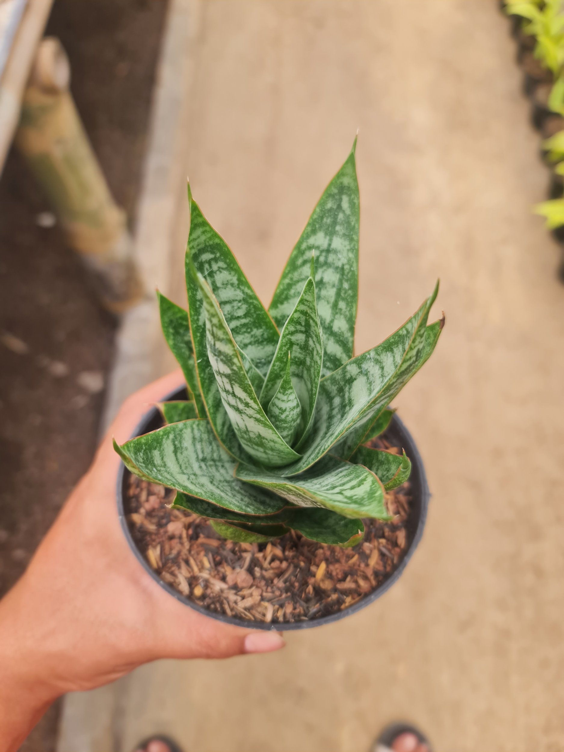 Sansevieris Jotun Pot 12, real gallery image #1 plants.