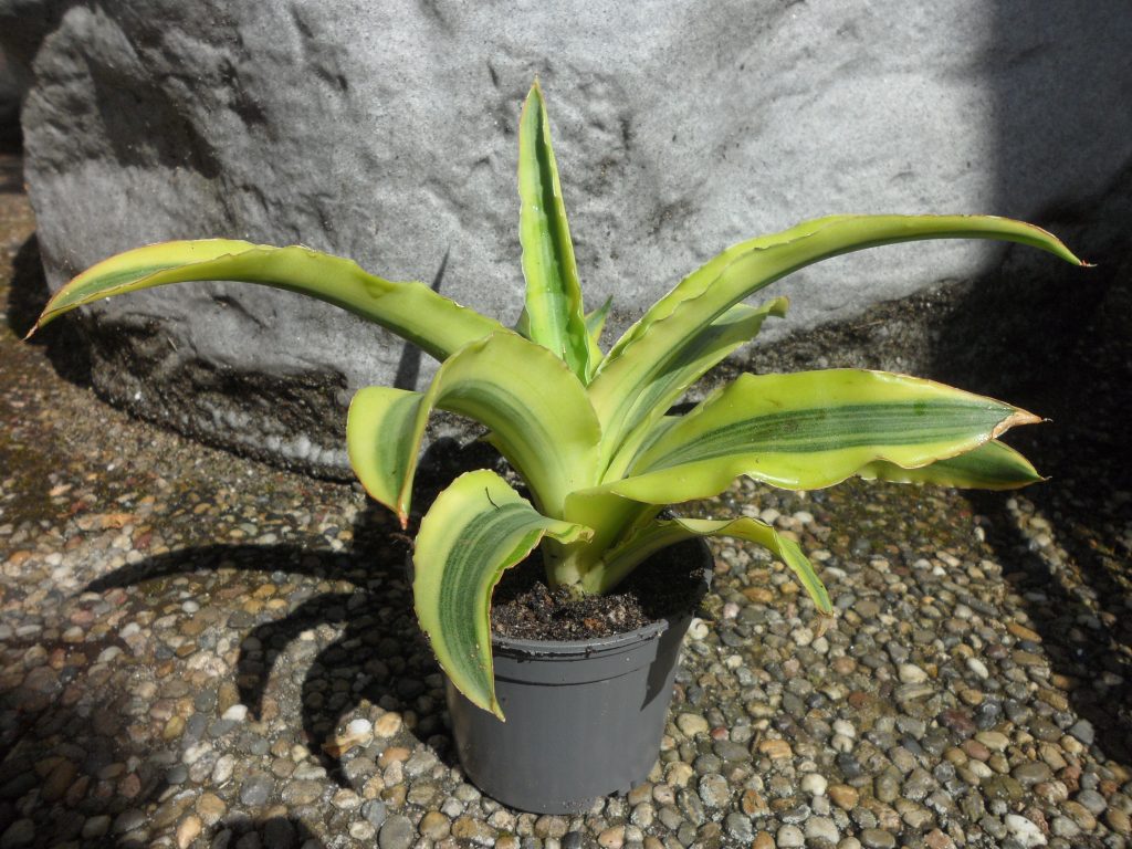 kaktus.id
