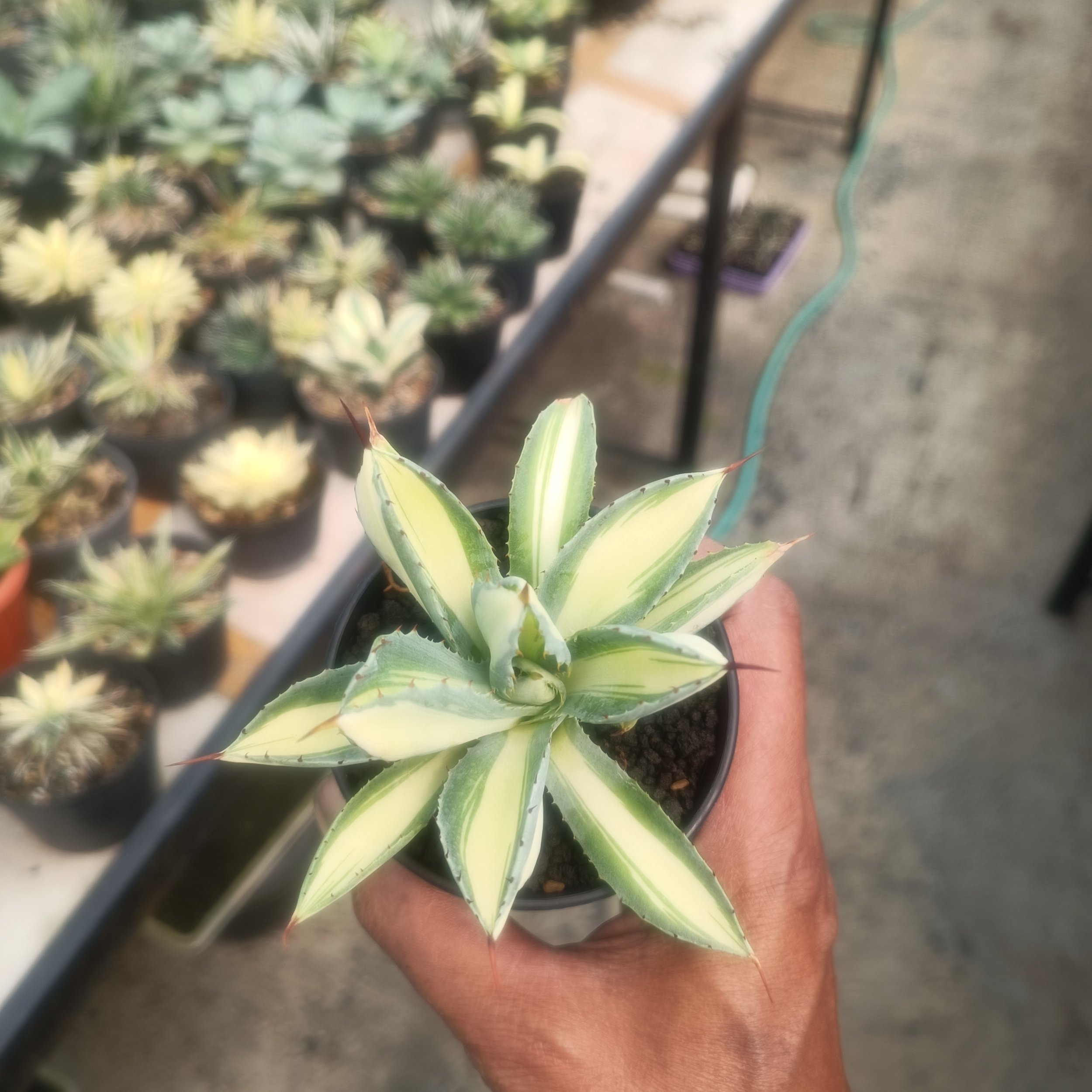 Agave Cubic Mediopicta size 14 cm, real gallery image #1 plants.
