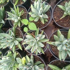 Agave Cubic Mediopicta size 14 cm, real gallery image #3 plants.