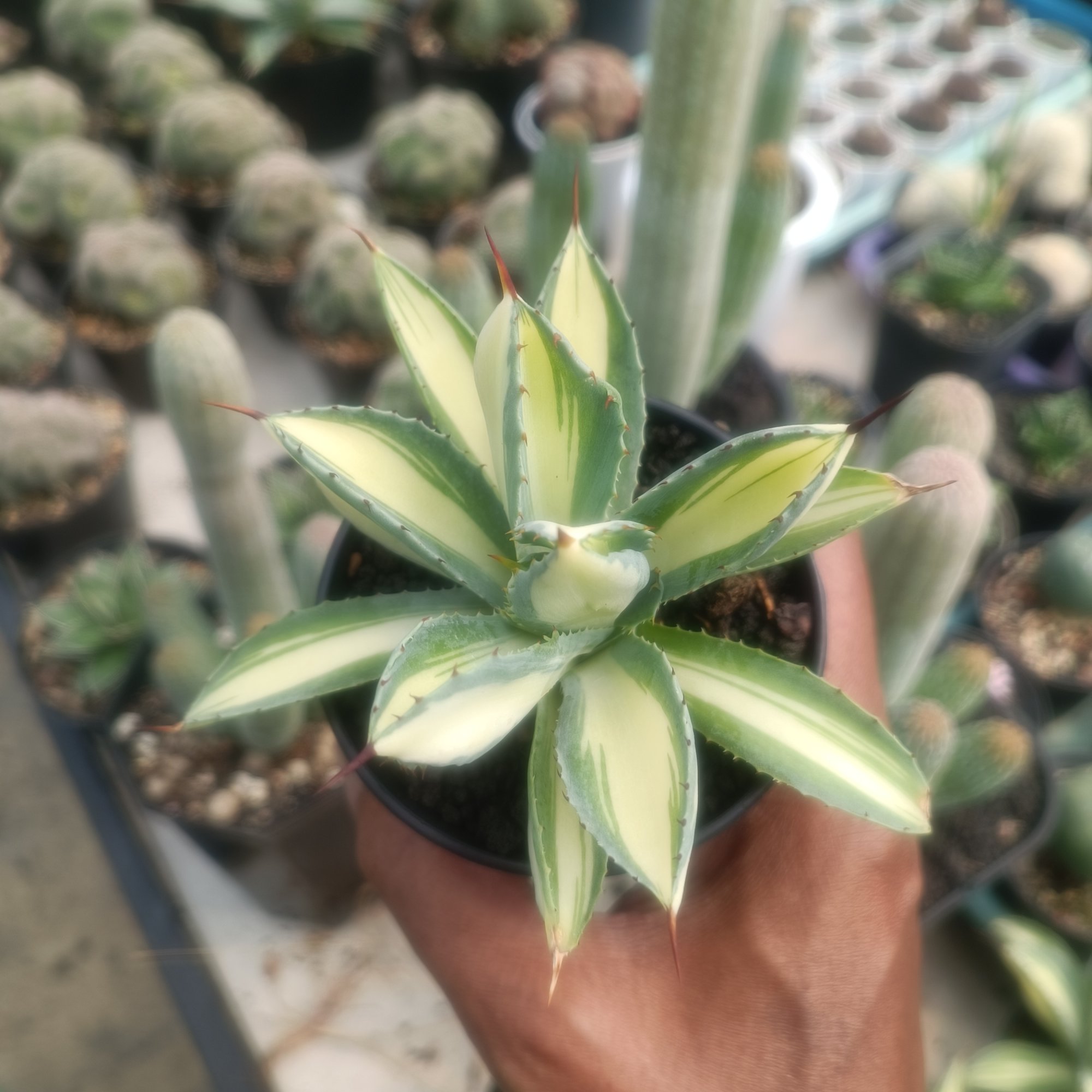 Agave Cubic Mediopicta size 14 cm, real feature image plant.