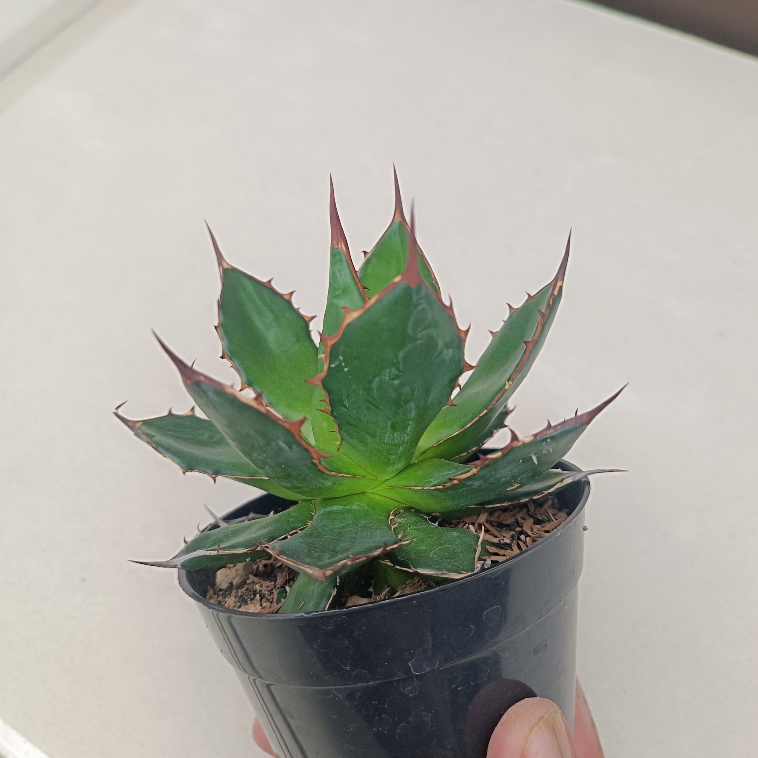 Agave Horida size 13 cm, real gallery image #1 plants.