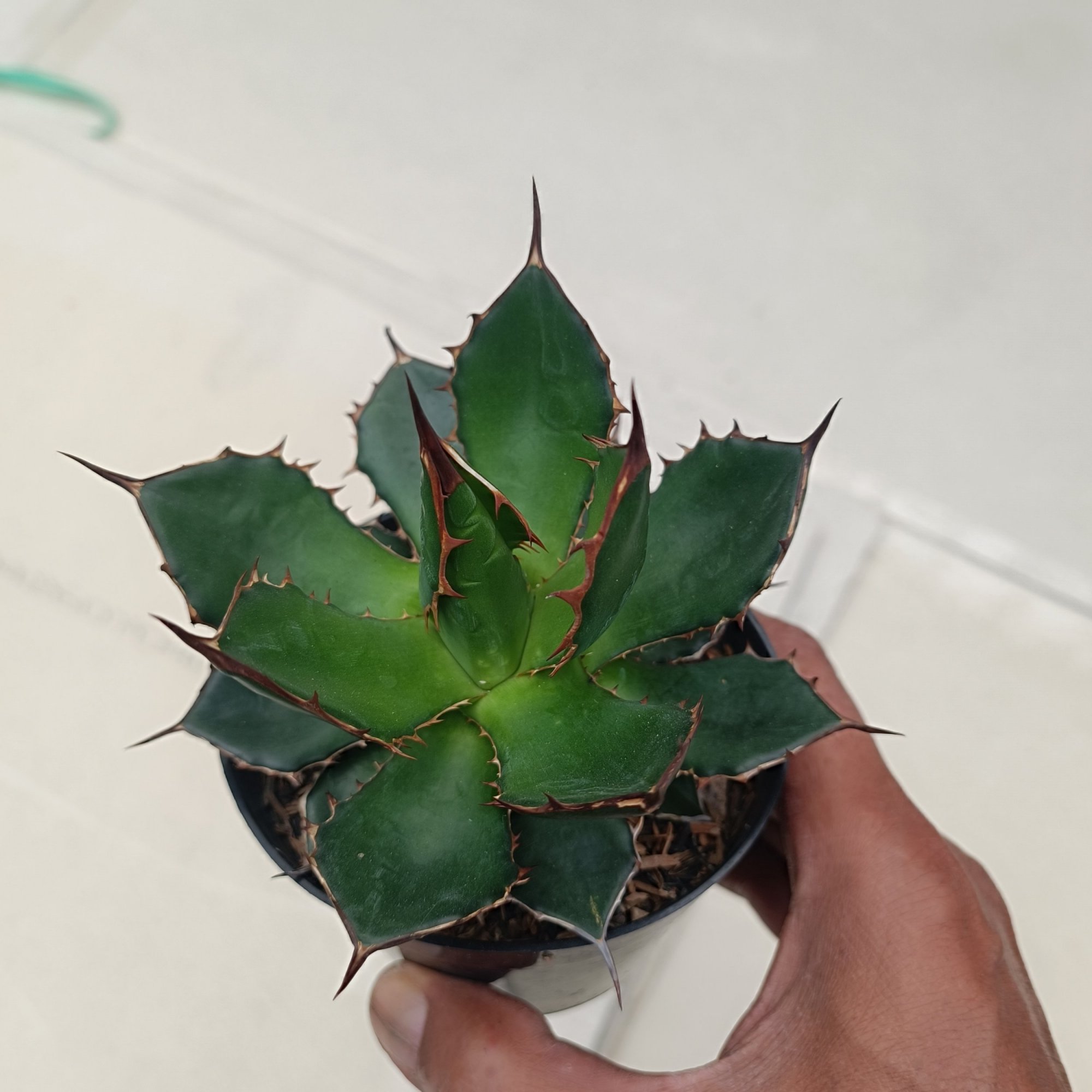 Agave Horida size 13 cm, real feature image plant.