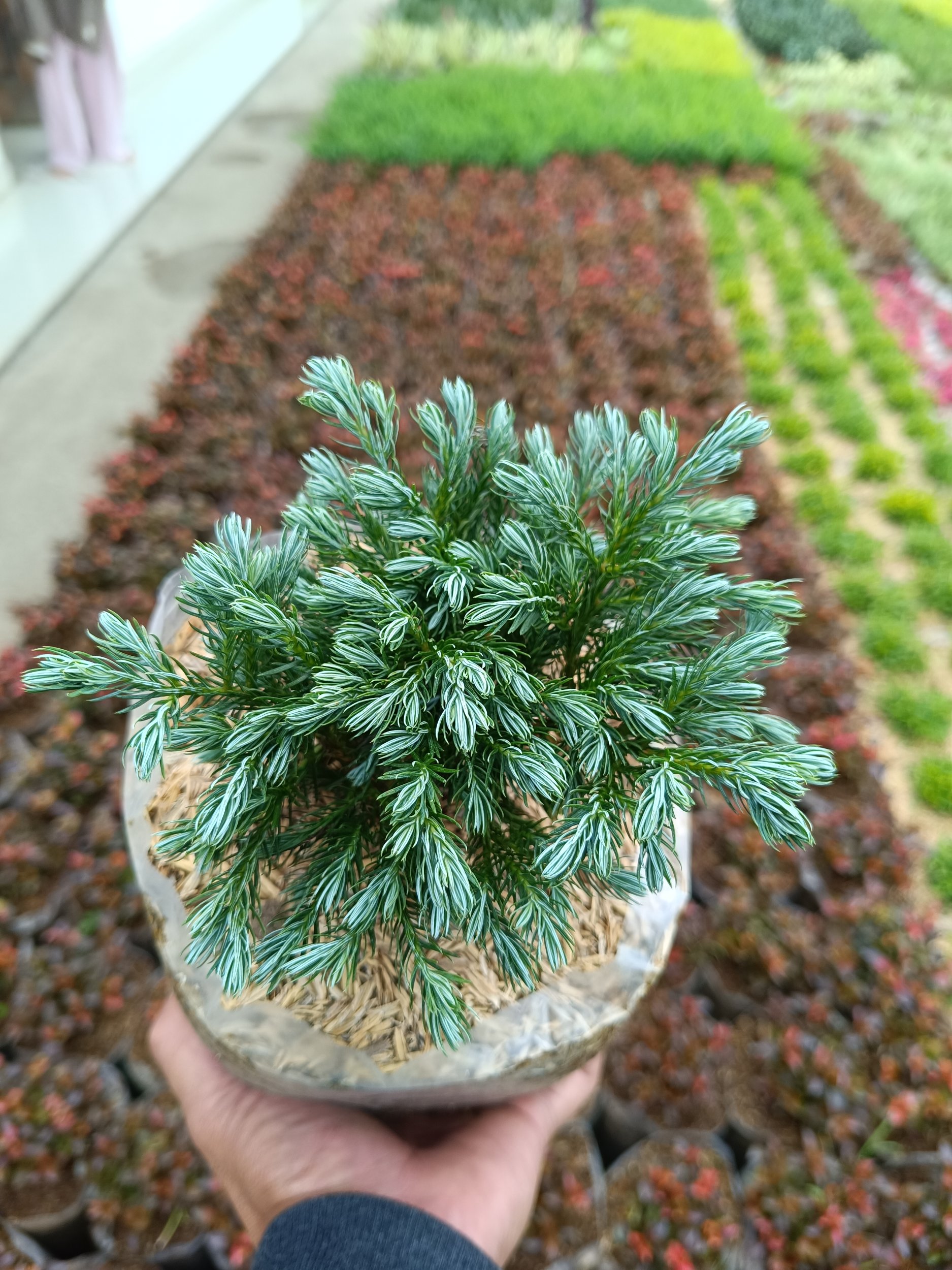 Chamaecyparis Pisifera 5pcs, real gallery image #1 plants.