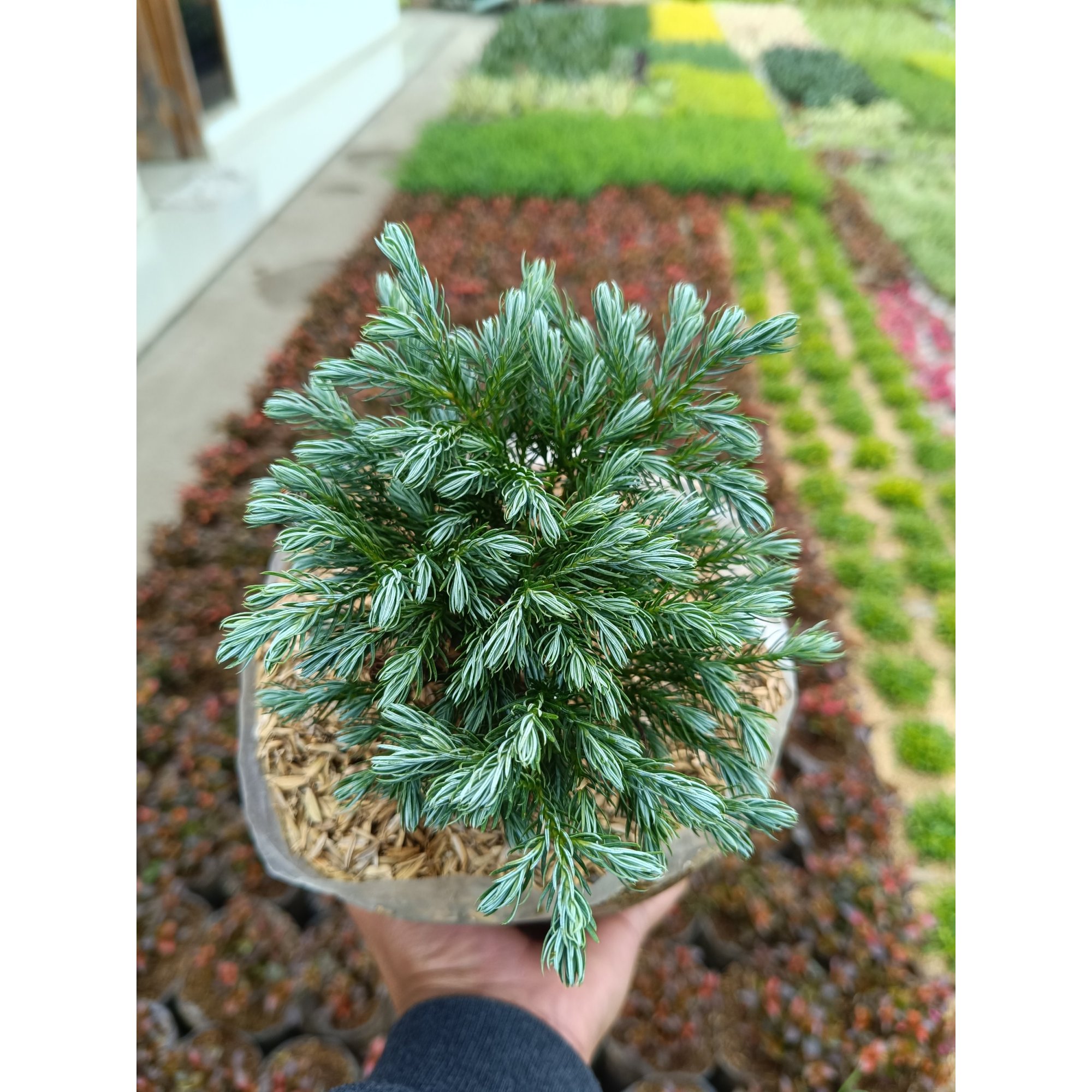 Chamaecyparis Pisifera 5pcs, real feature image plant.