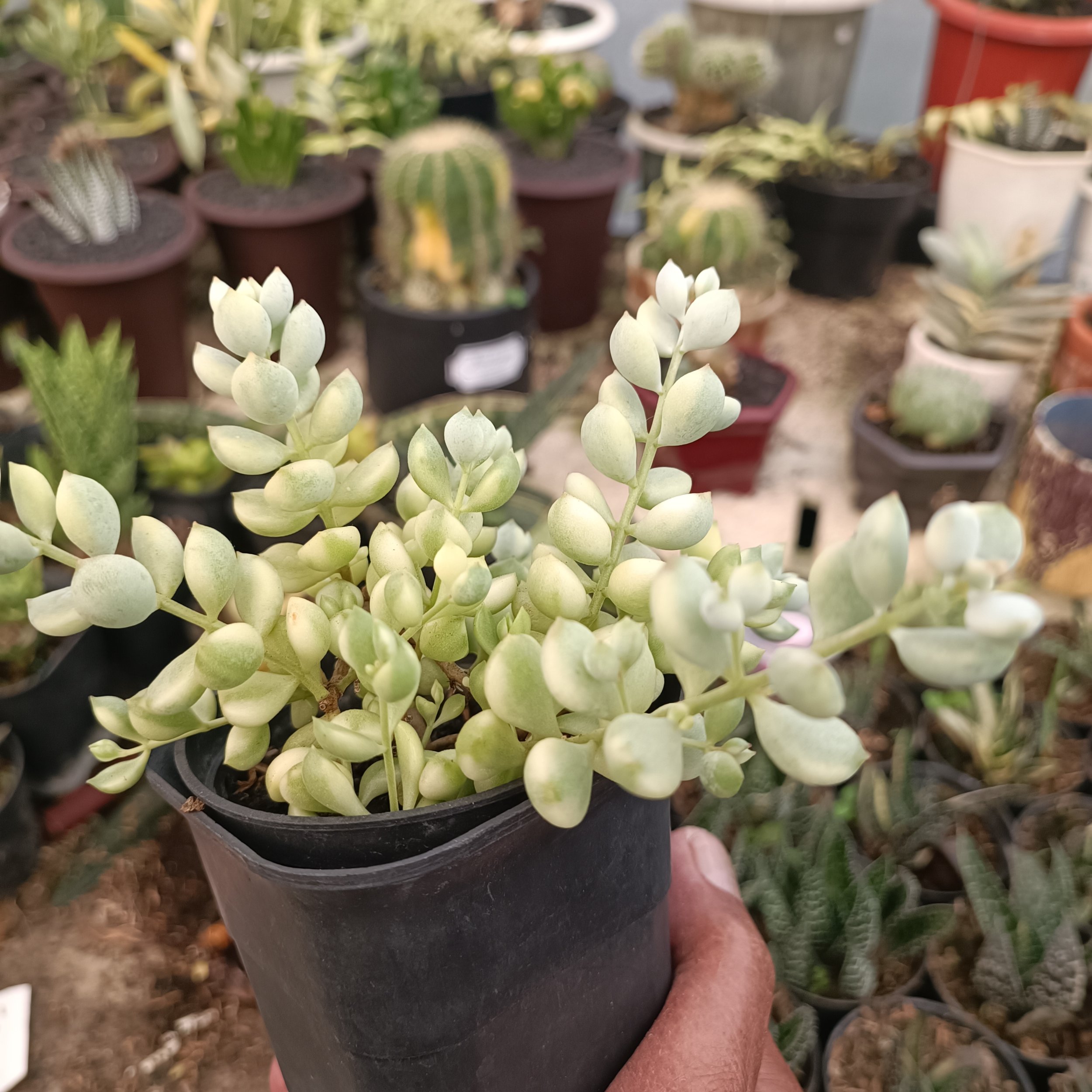Cotyledon Pendens Variegated, real gallery image #1 plants.