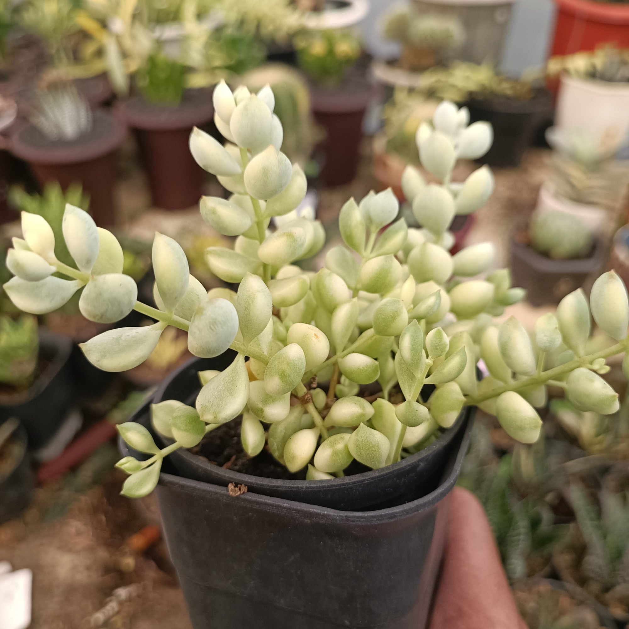 Cotyledon Pendens Variegated, real feature image plant.