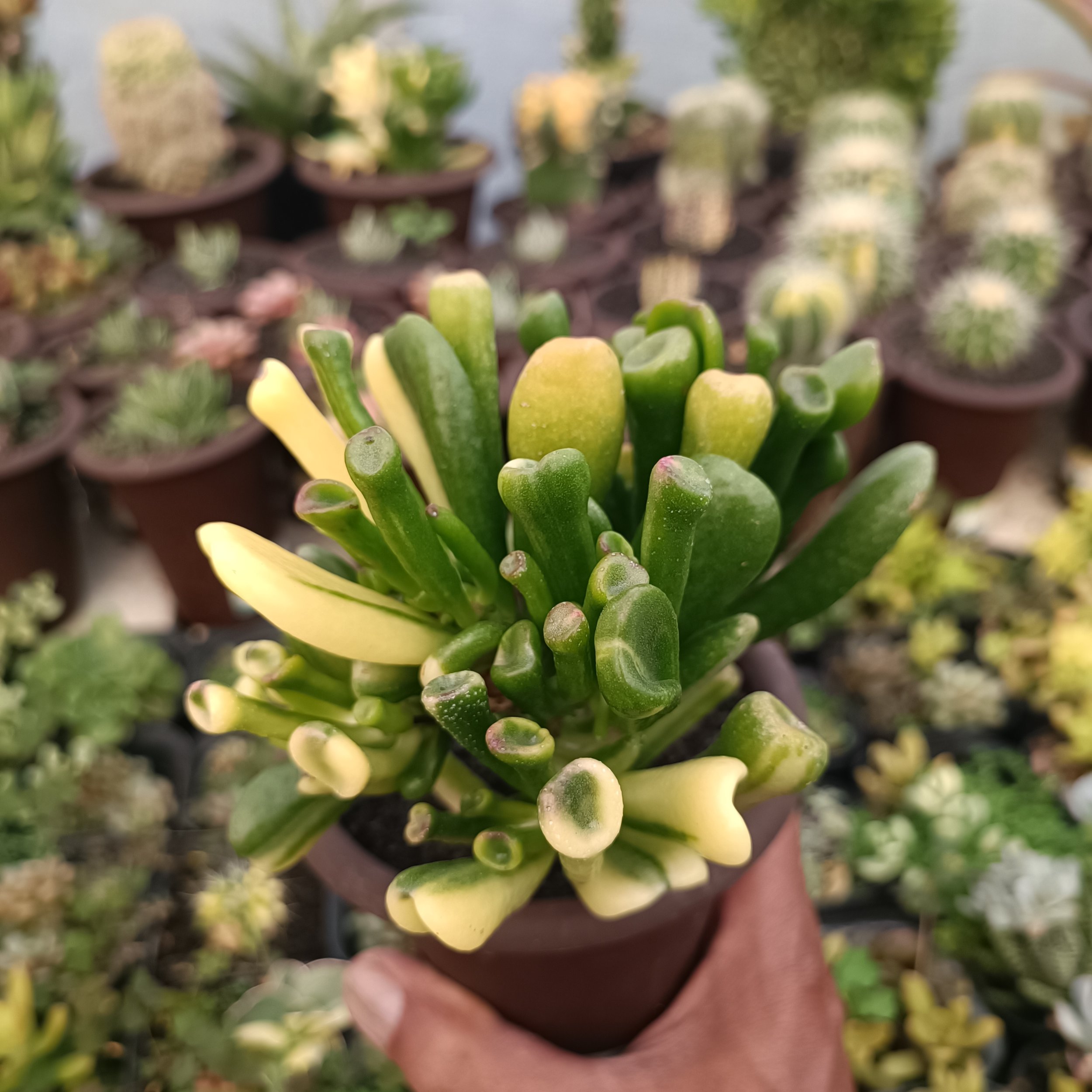 Crassula Ovata Gollum Yellow Variegated, real gallery image #1 plants.