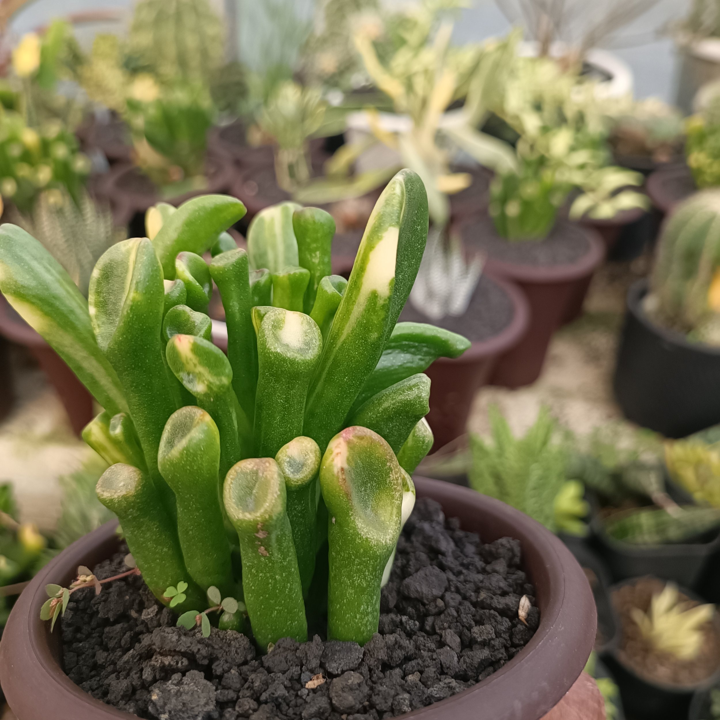 kaktus.id