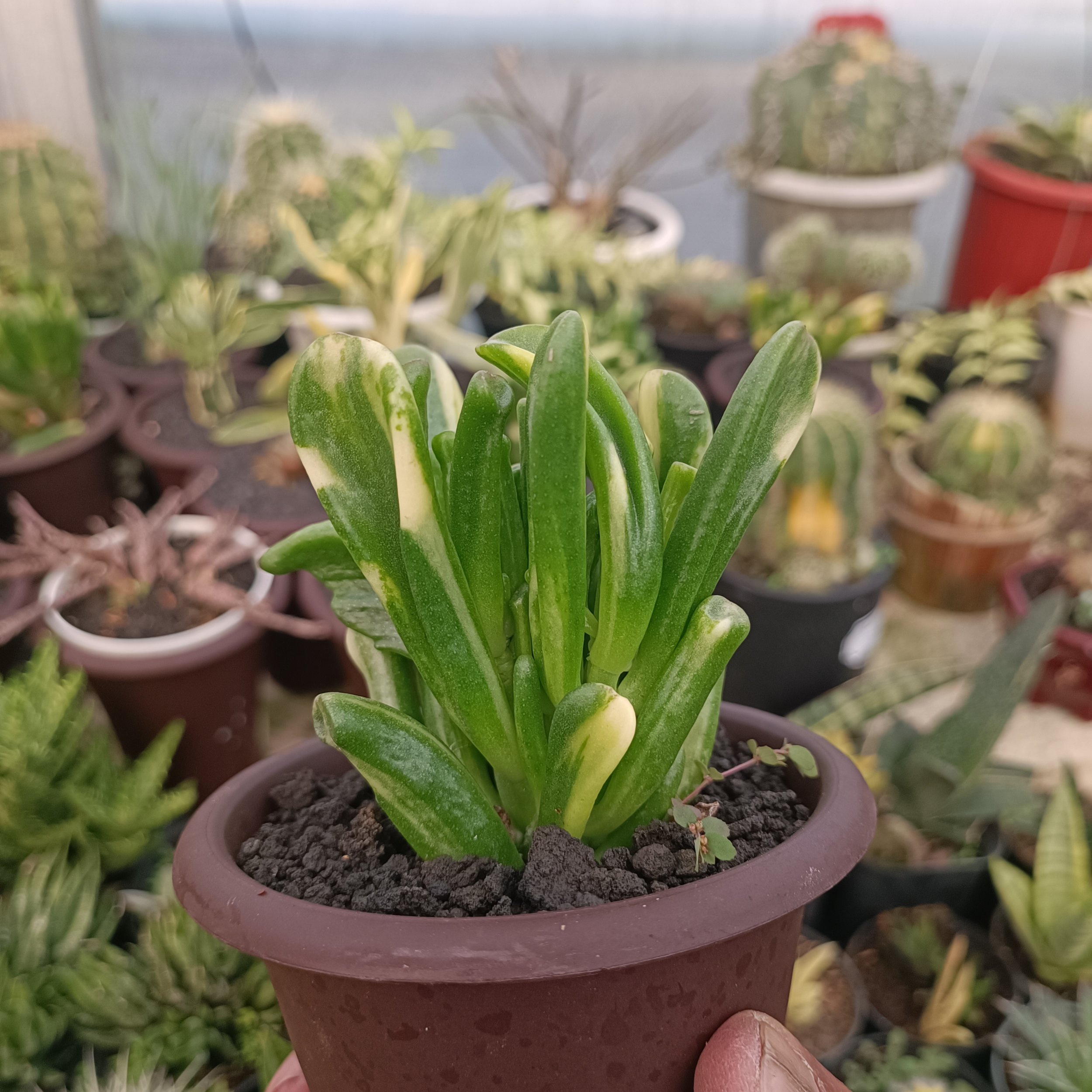 kaktus.id