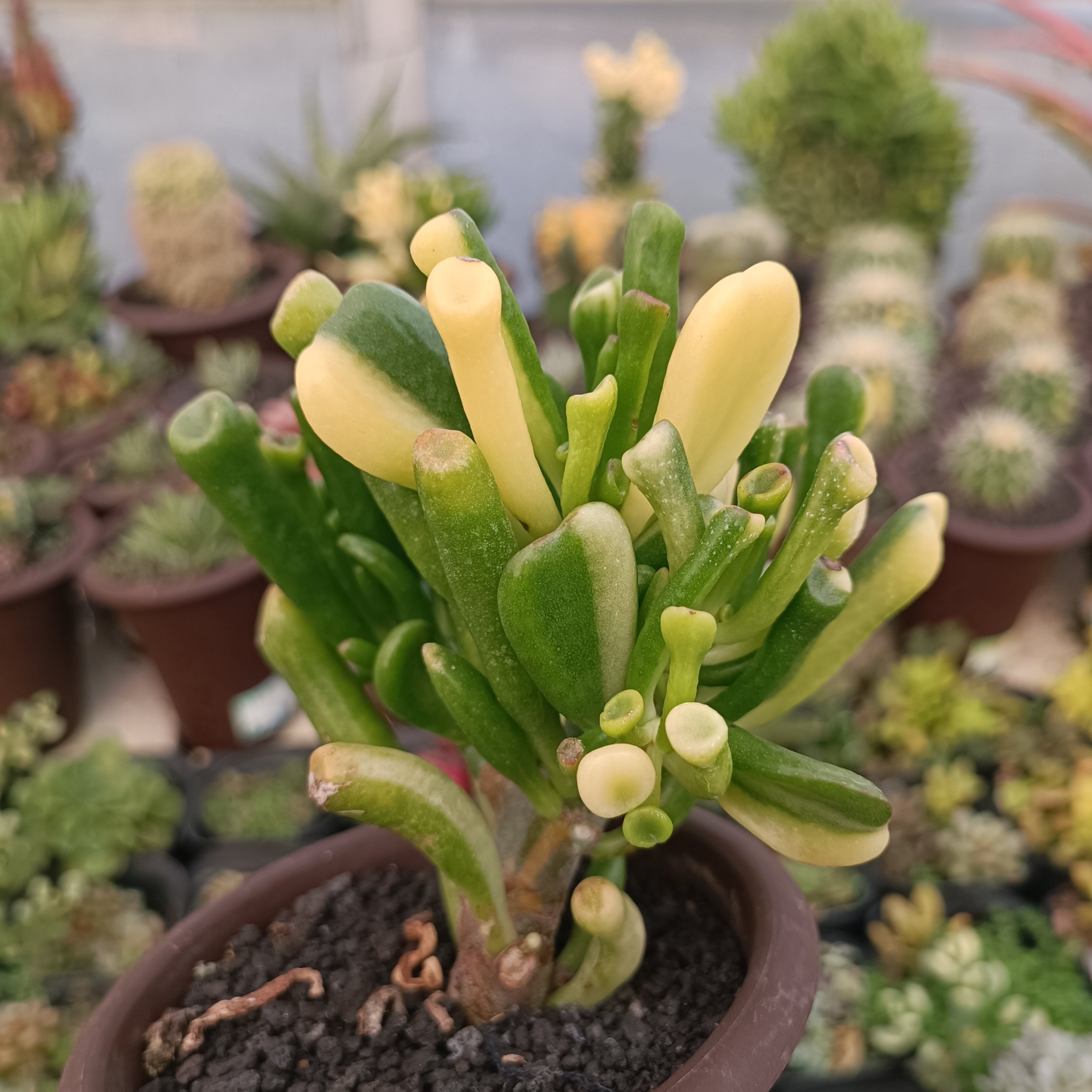 kaktus.id