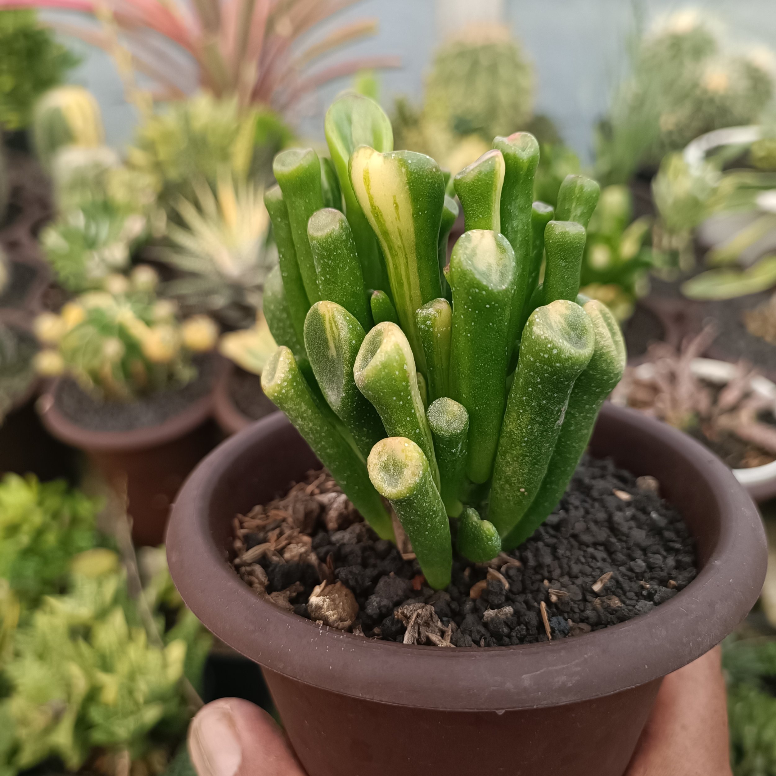 kaktus.id