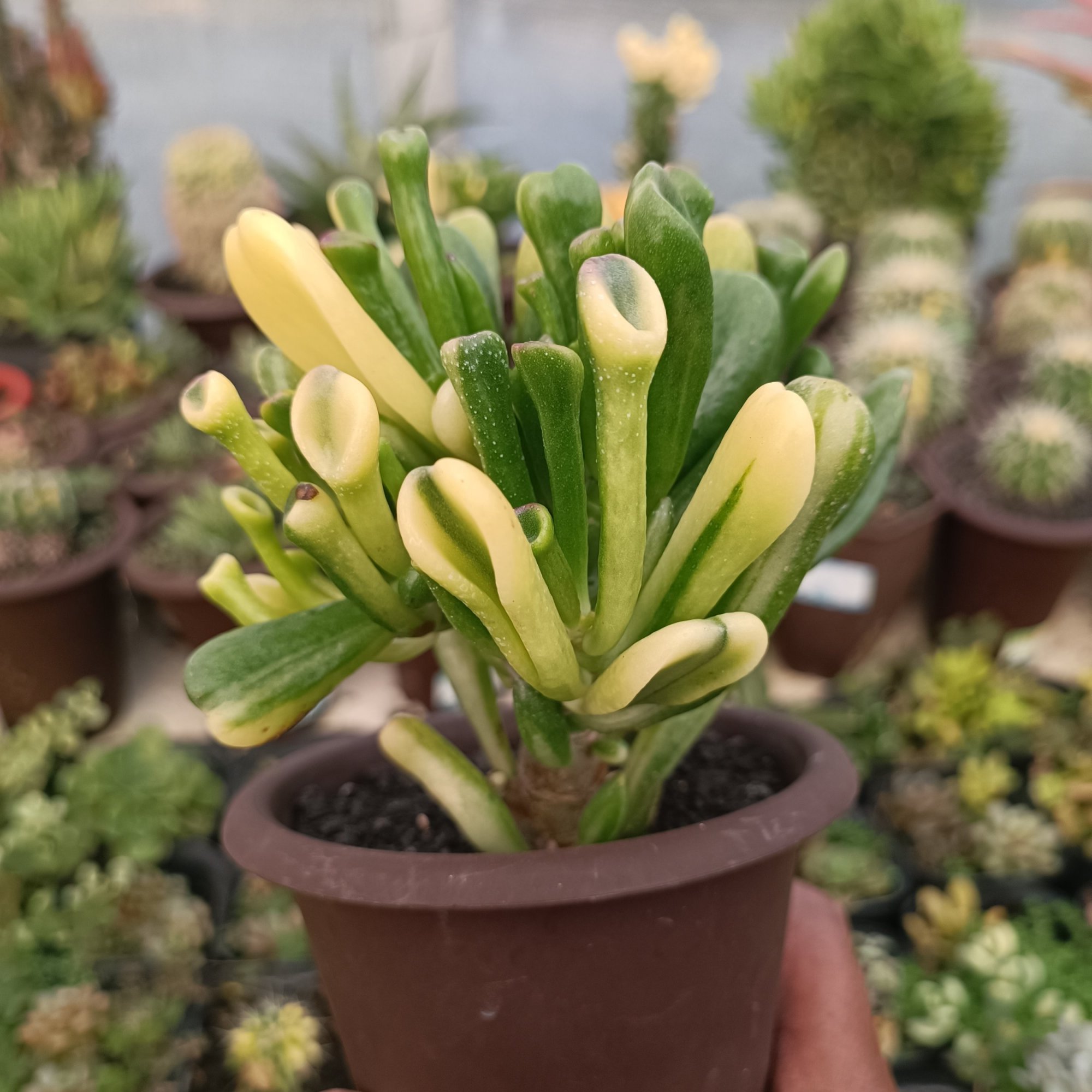 Crassula Ovata Gollum Yellow Variegated, real feature image plant.