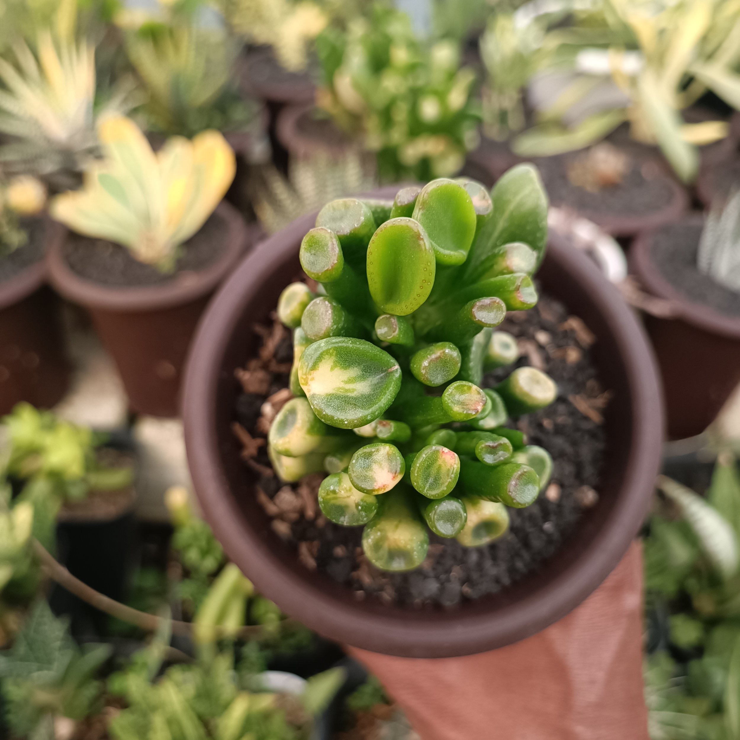 kaktus.id