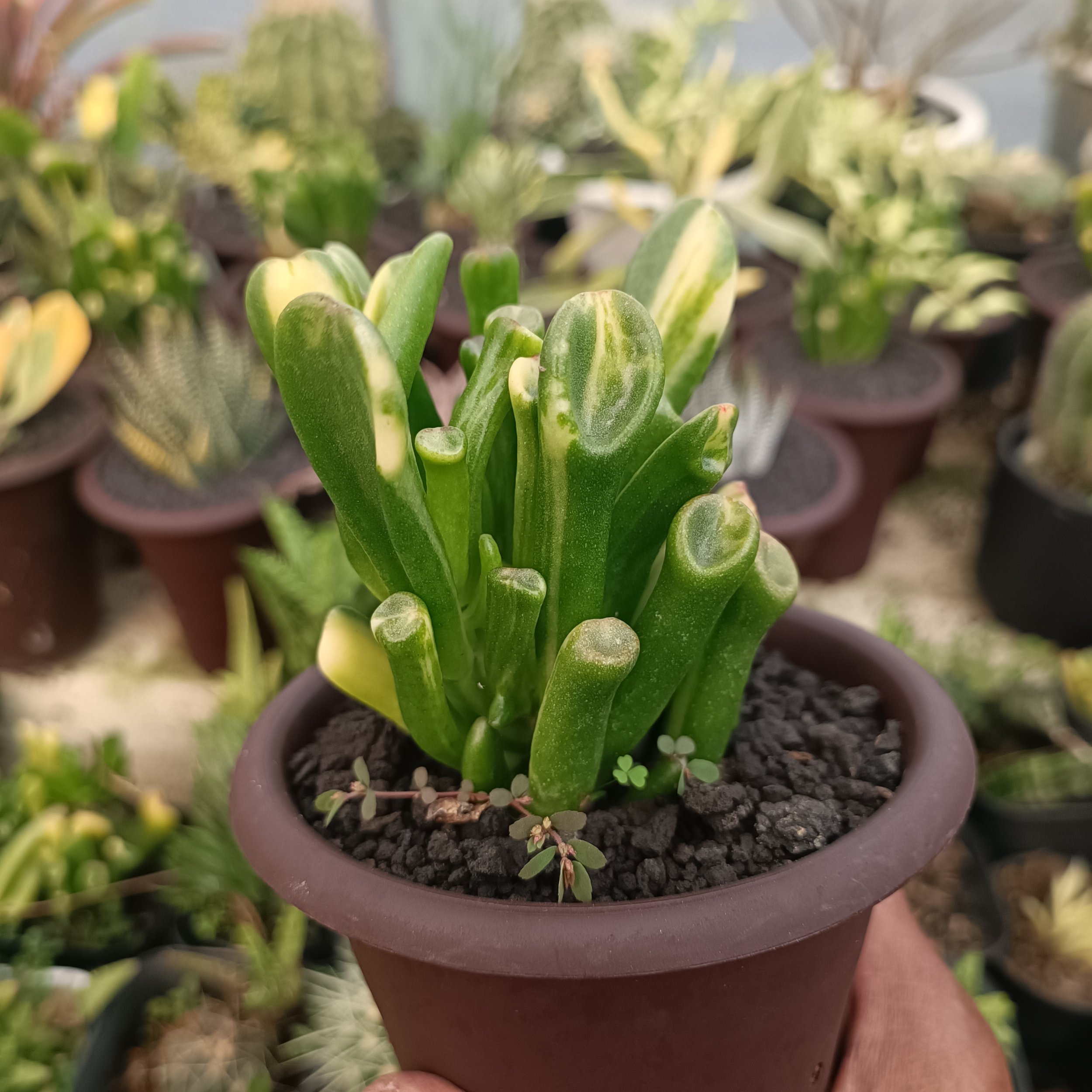 kaktus.id