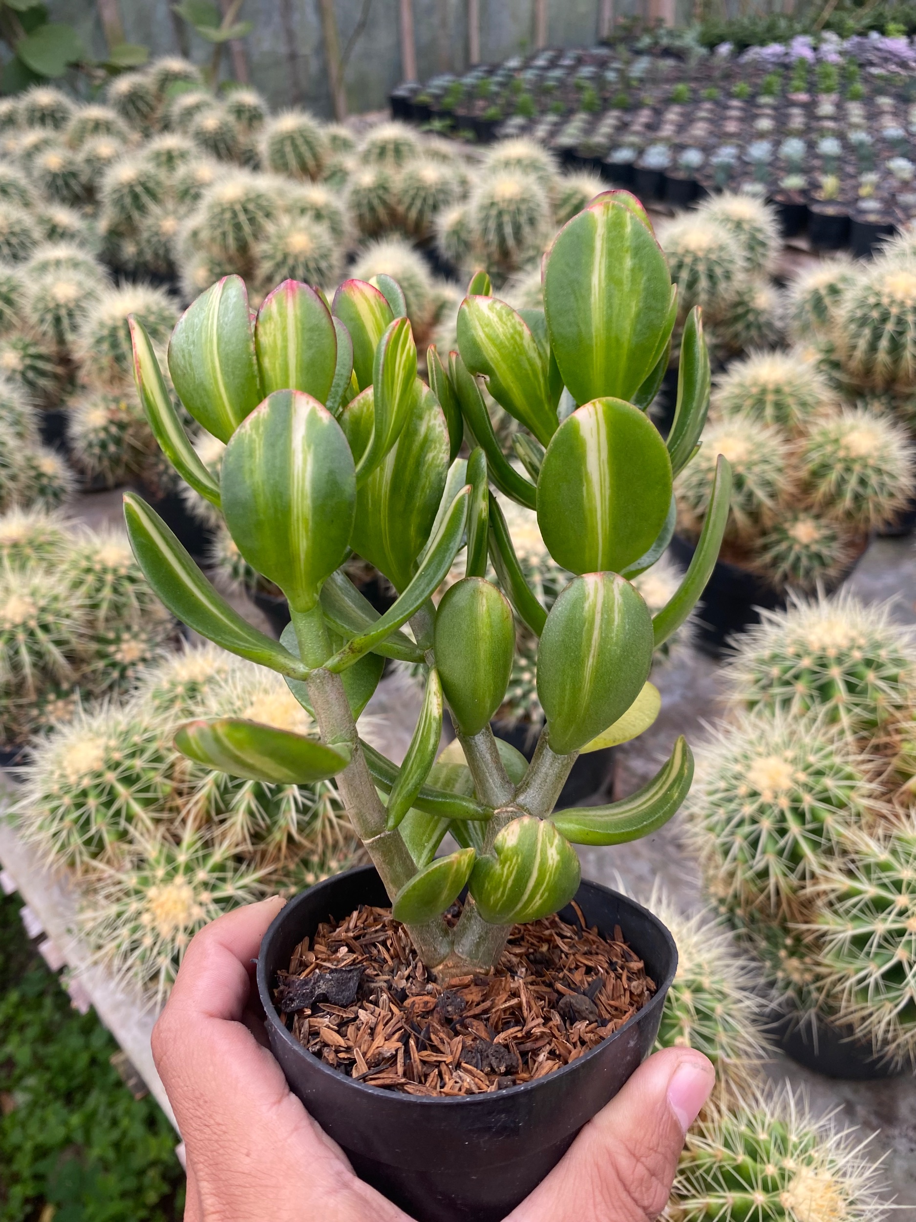 Crassula Ovata Jade Three Colour, real gallery image #1 plants.