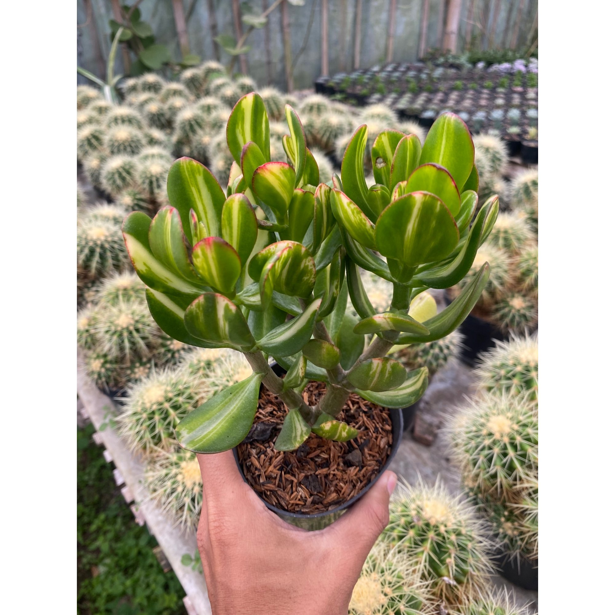 Crassula Ovata Jade Three Colour, real feature image plant.