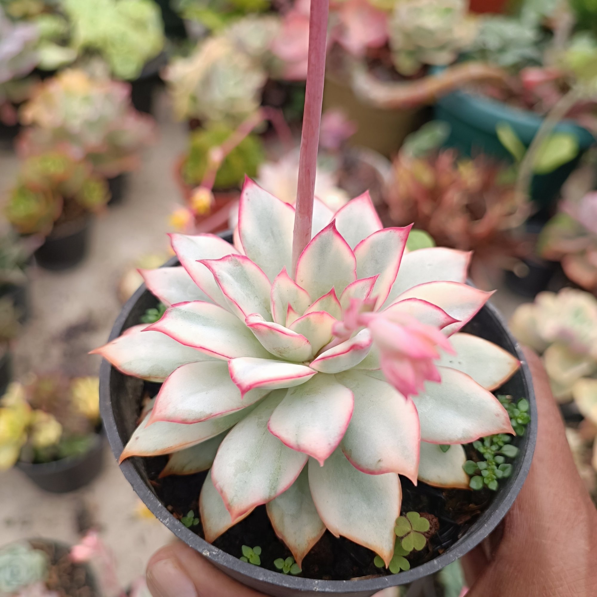 Echeveria Ester Variegated, real feature image plant.