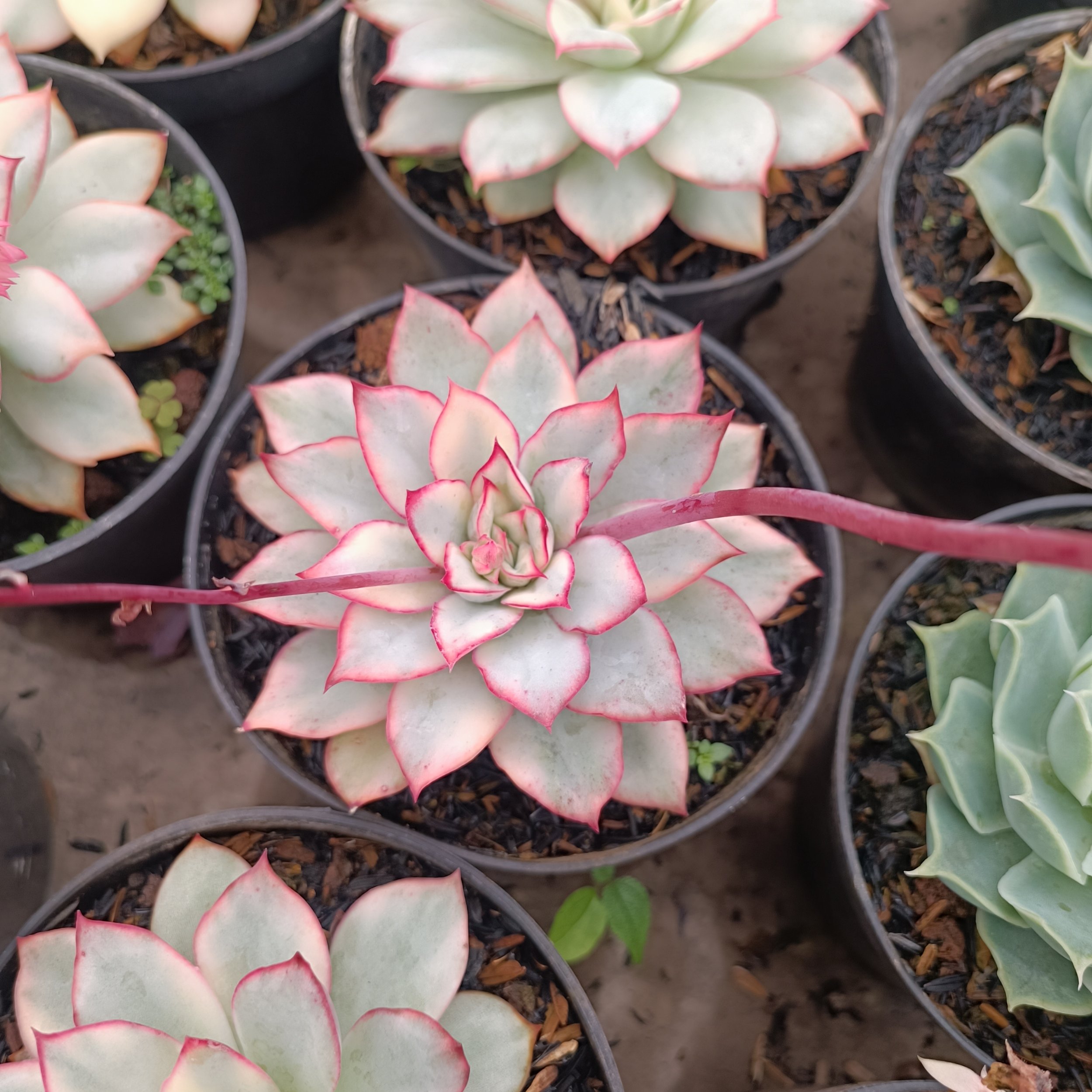 Echeveria Ester Variegated, real gallery image #1 plants.