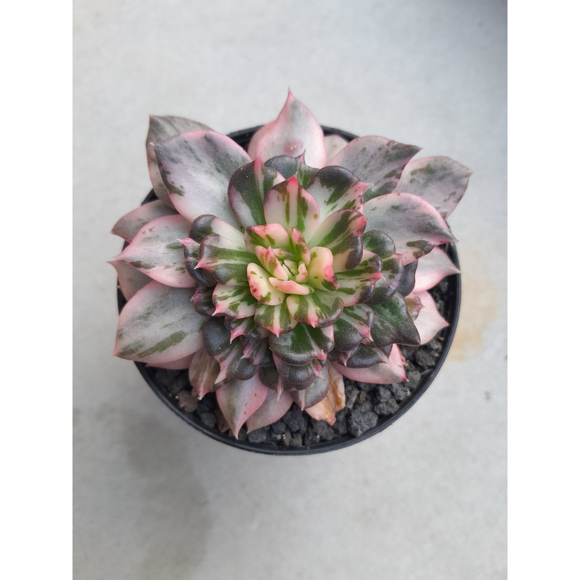 Echeveria Prince Black Pink size 8 cm, real feature image plant.