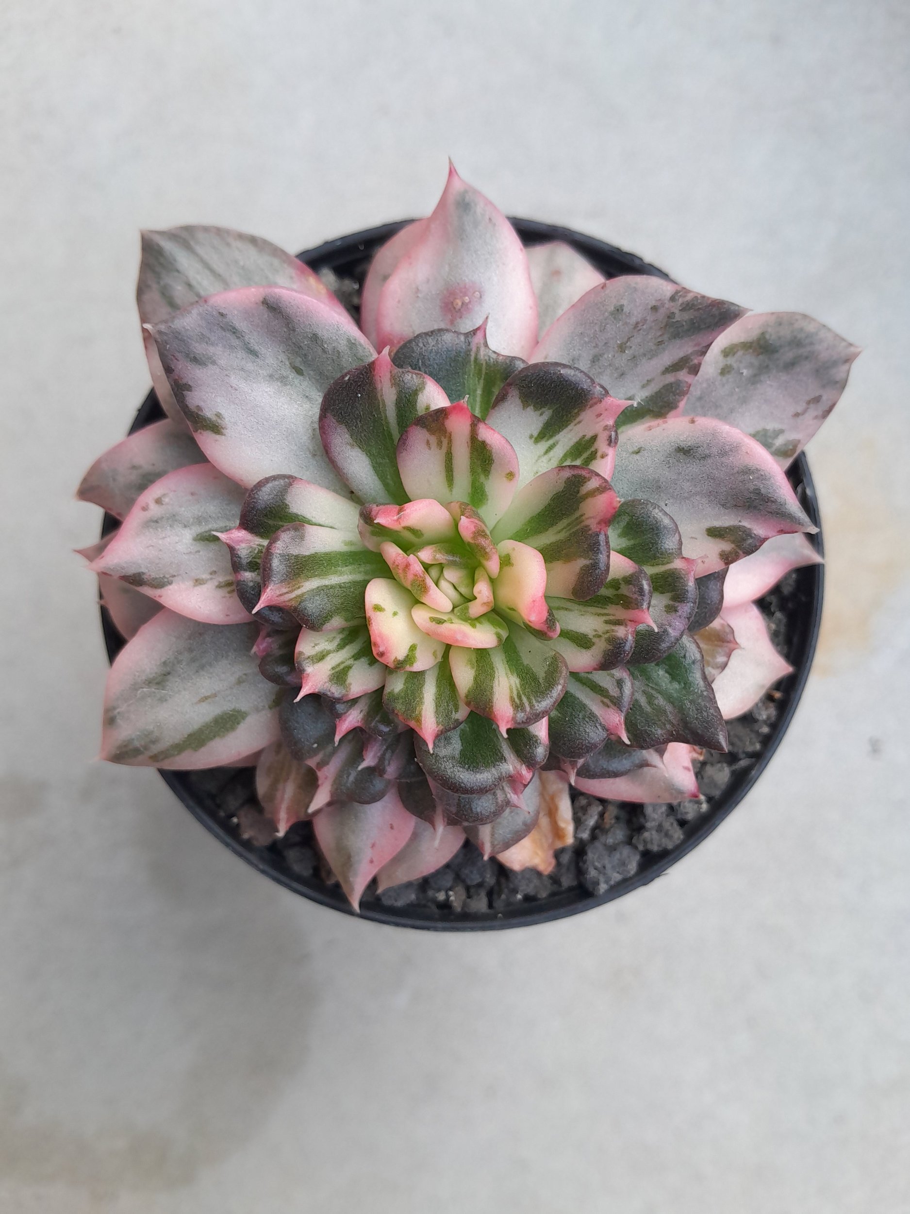 Echeveria Prince Black Pink size 8 cm, real gallery image #1 plants.