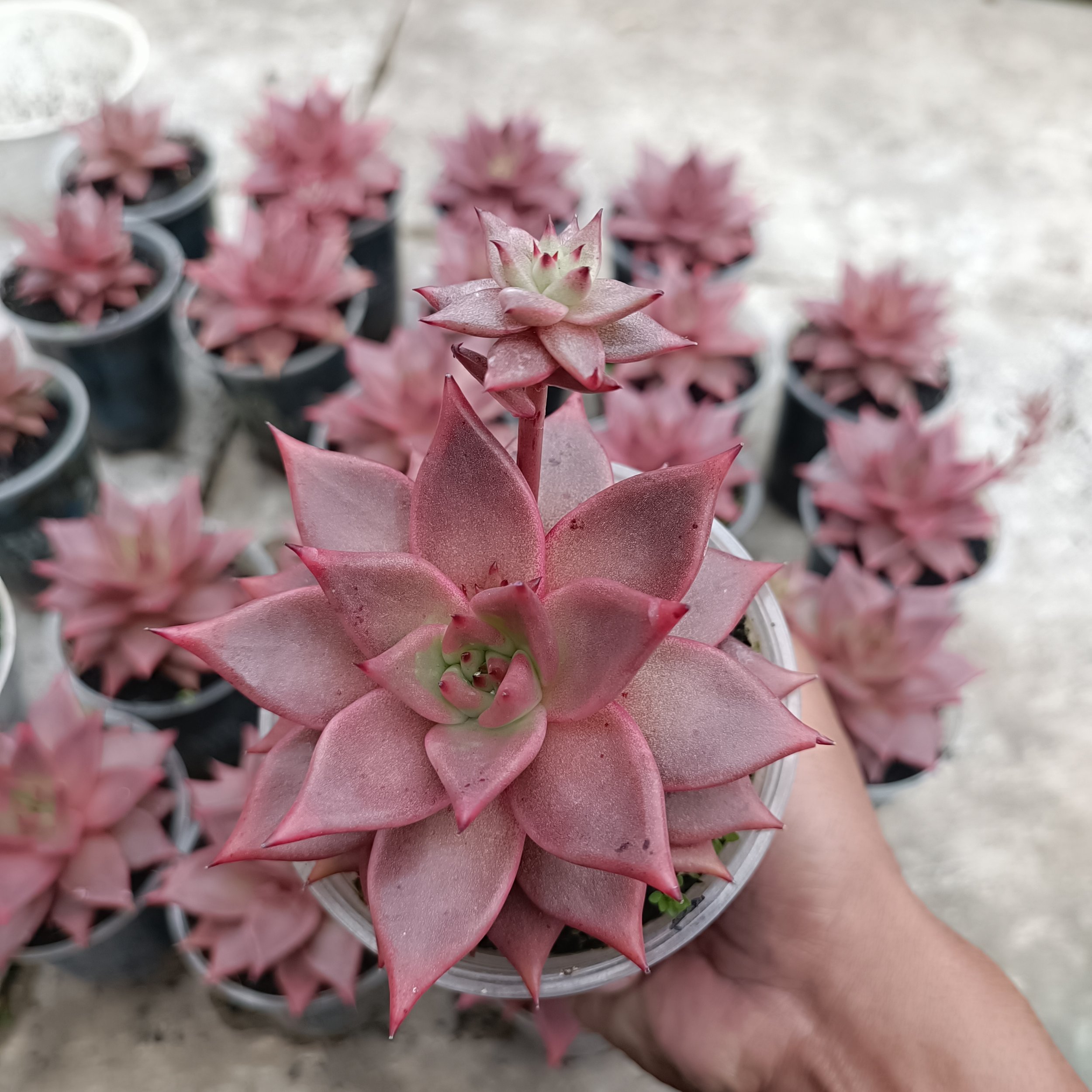 Echeveria Romeo, real gallery image #1 plants.