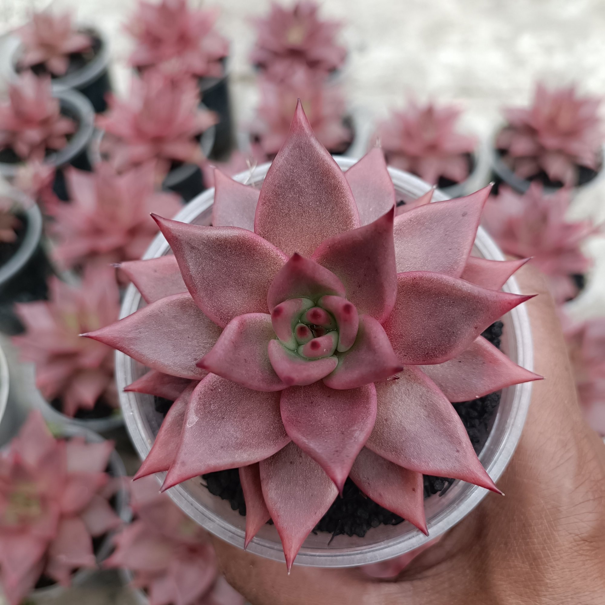 Echeveria Romeo size 11 cm, real feature image plant.